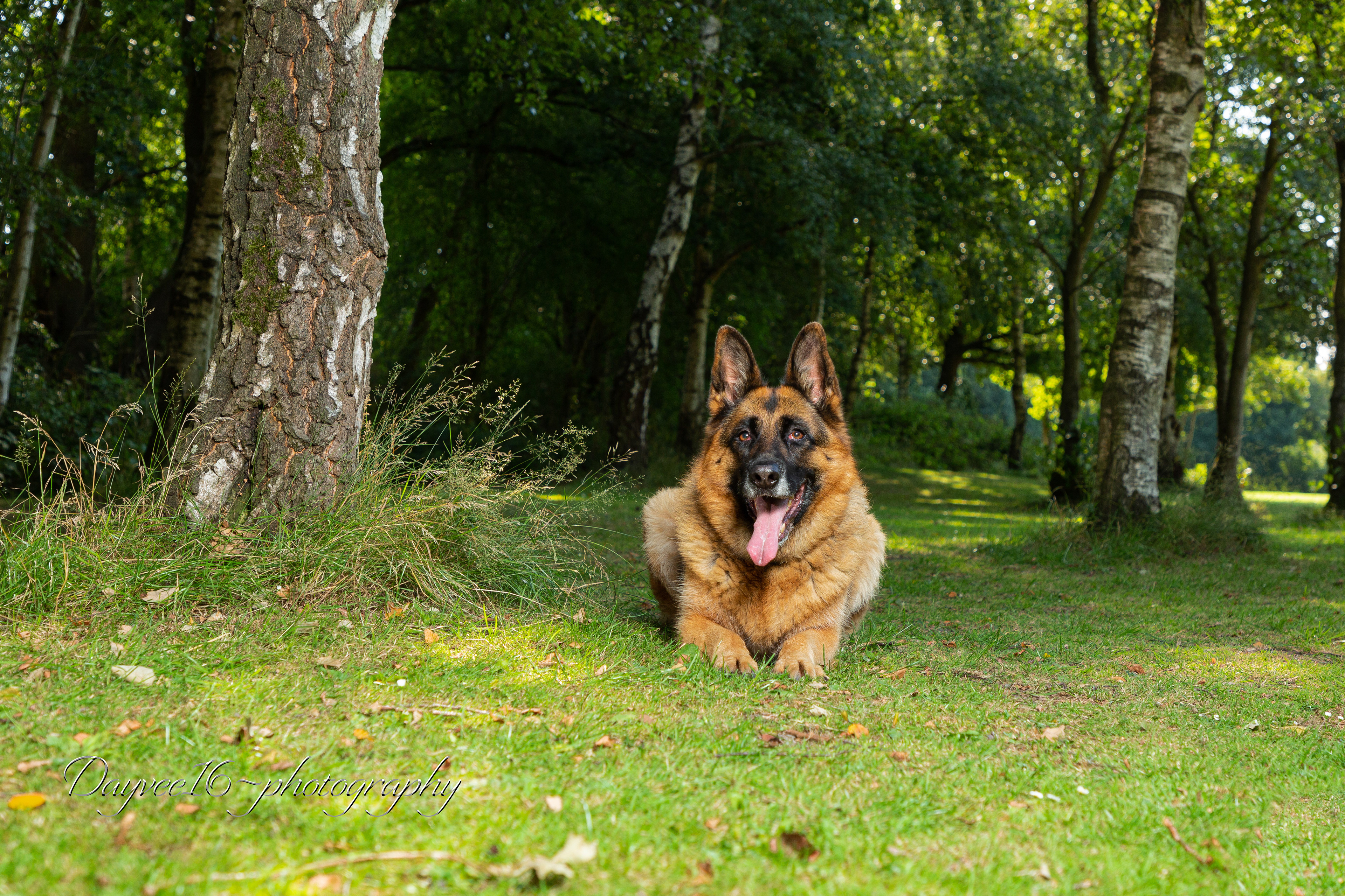 Meg ~ German Shepherd