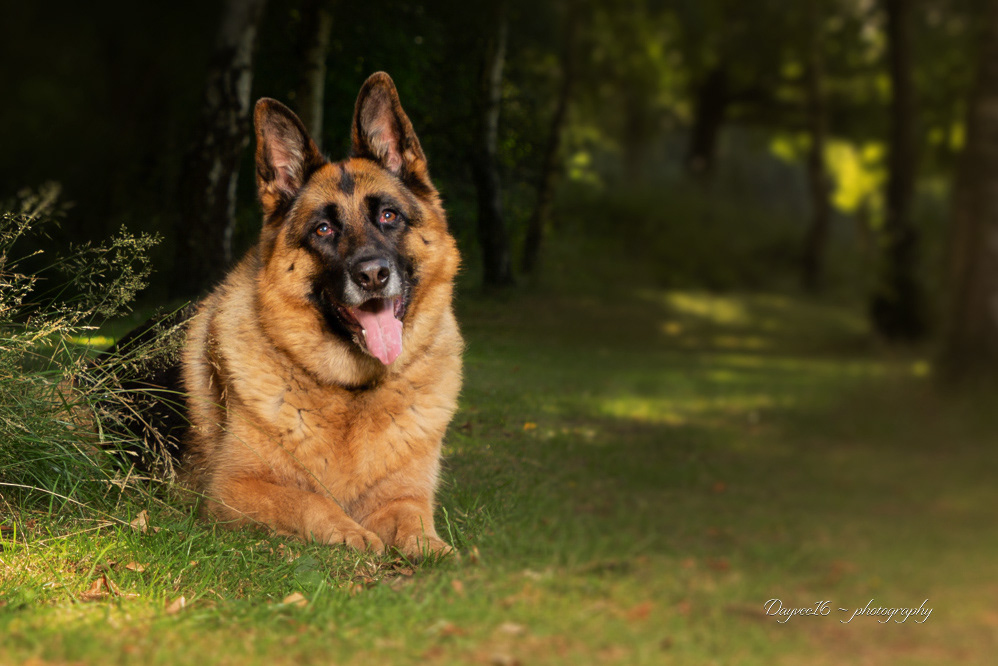 Meg ~ German Shepherd