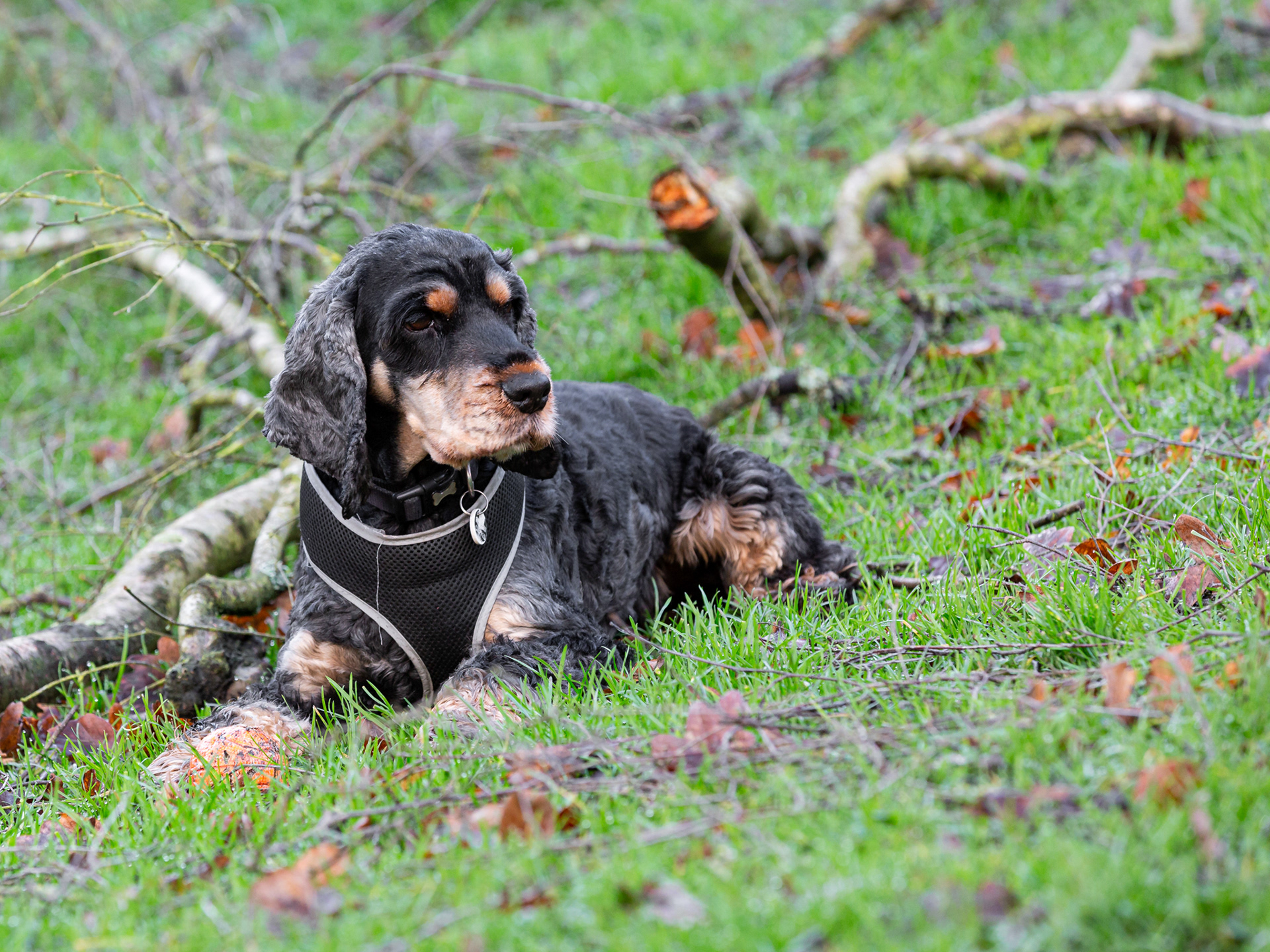Thomas ~ Spaniel