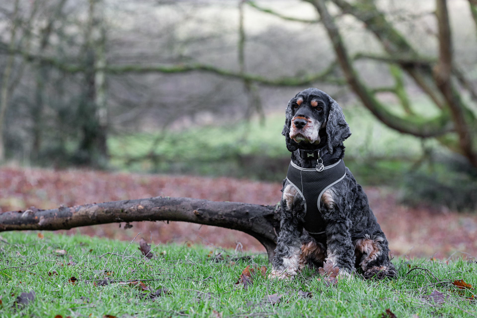 Thomas ~ Spaniel