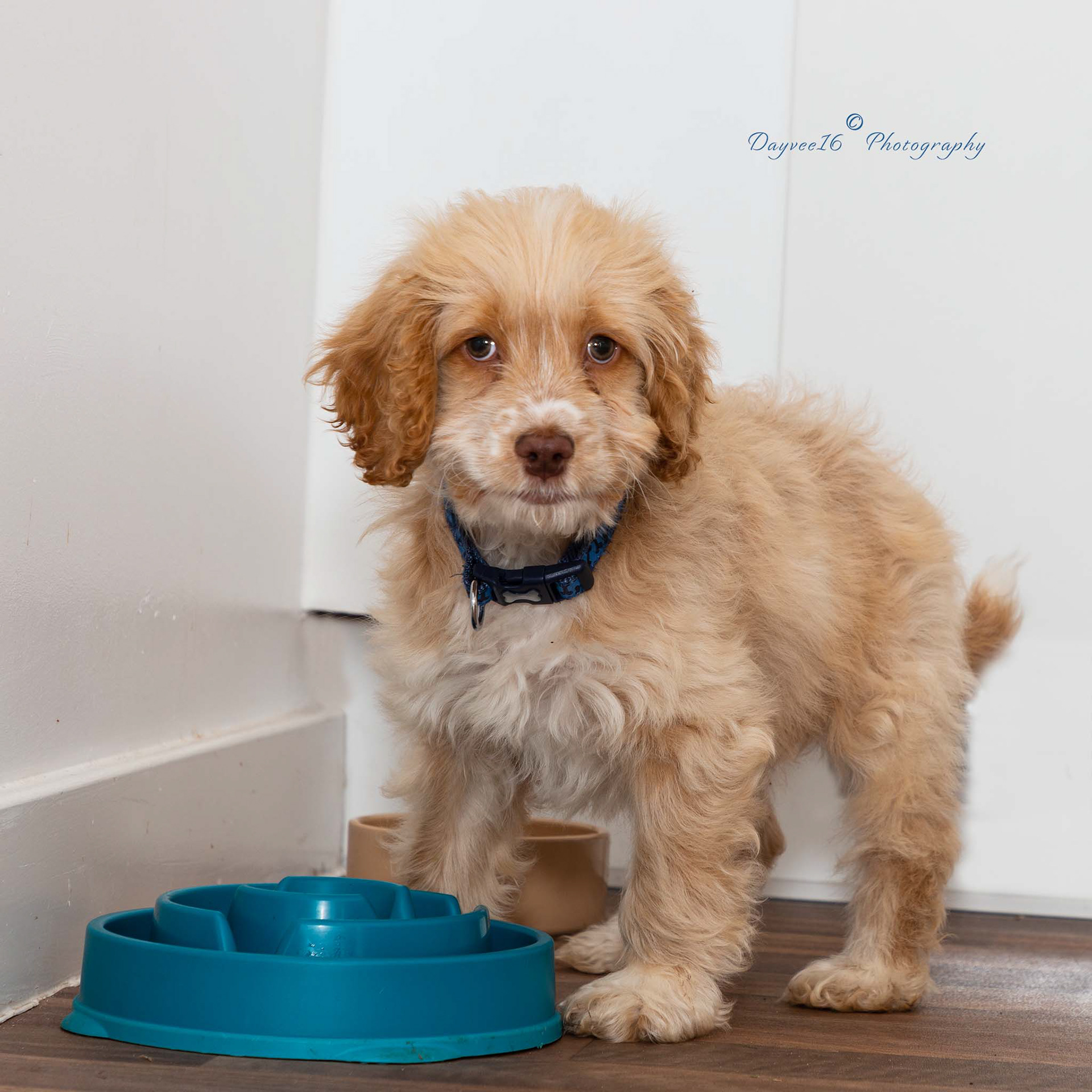 Teddy ~ Cockapoo