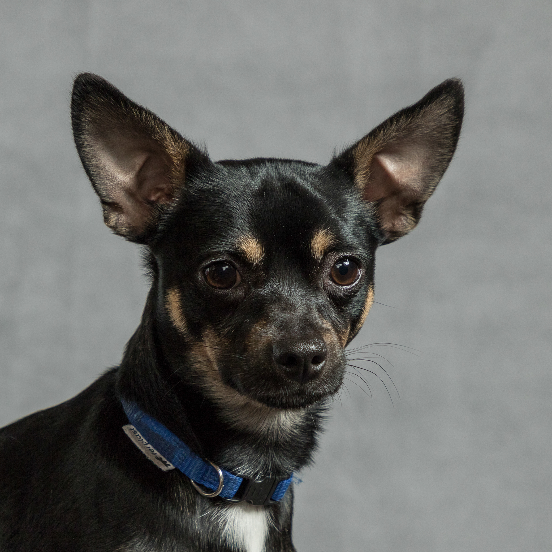 Arrow ~ Chihuahua