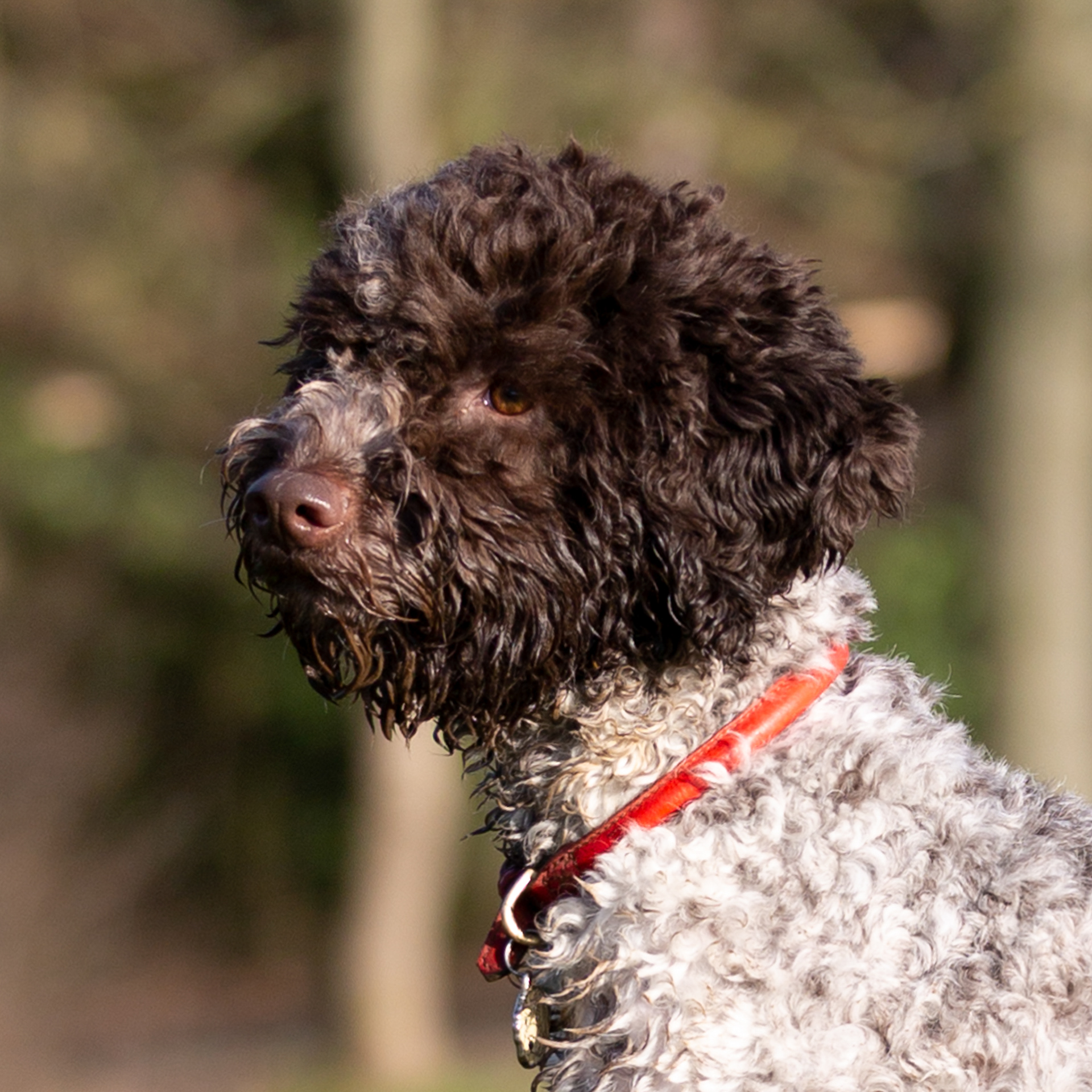 Hersilia ~ Lagotto Romagnolo