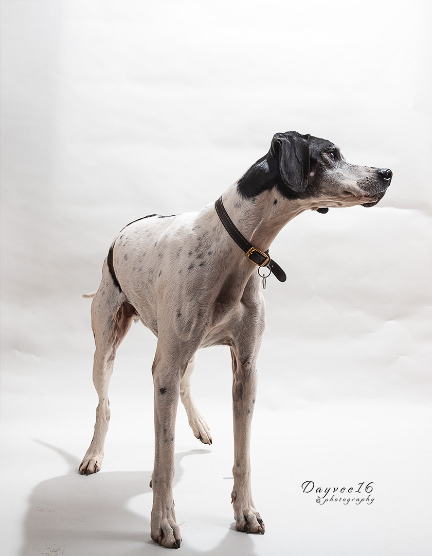 English pointer