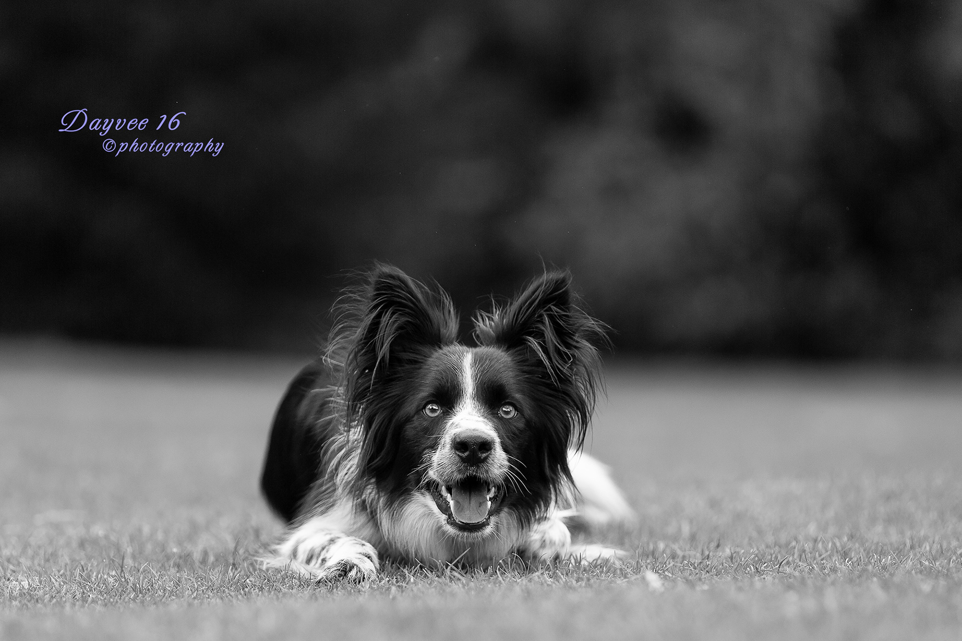 Sirius ~ Border Collie