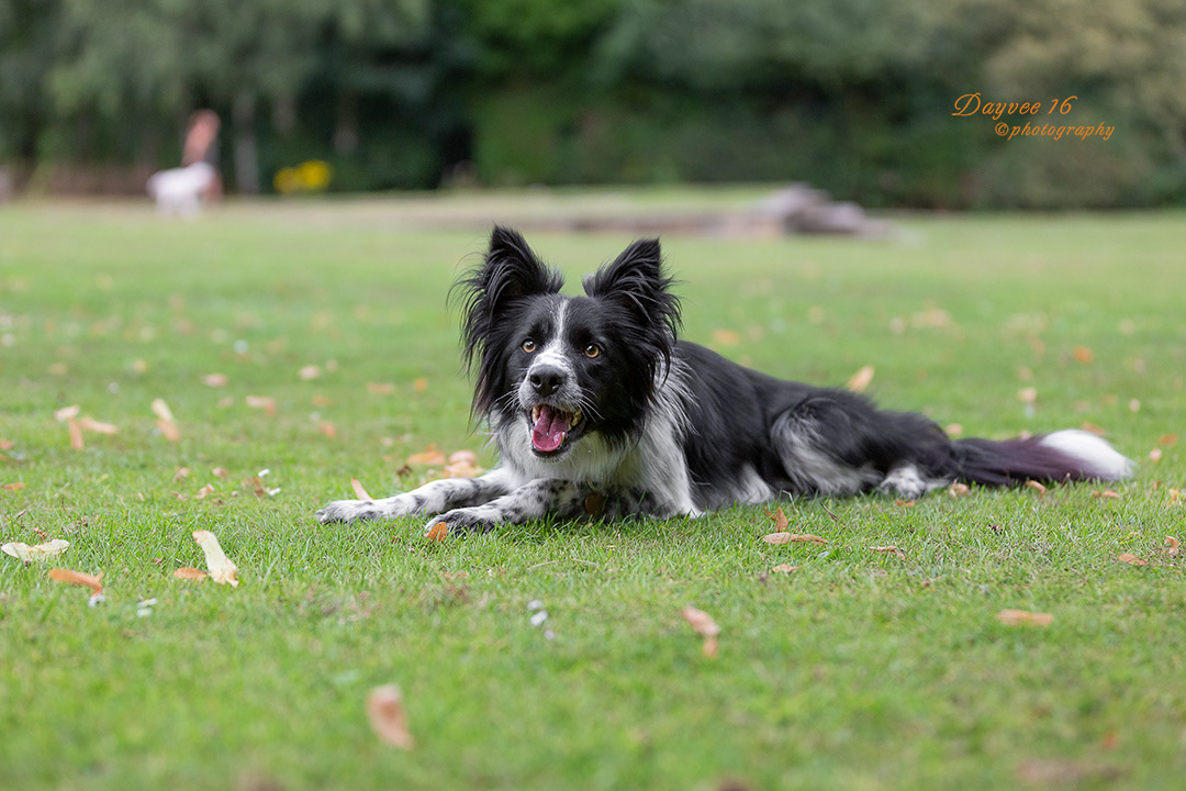 Sirius ~ Border Collie