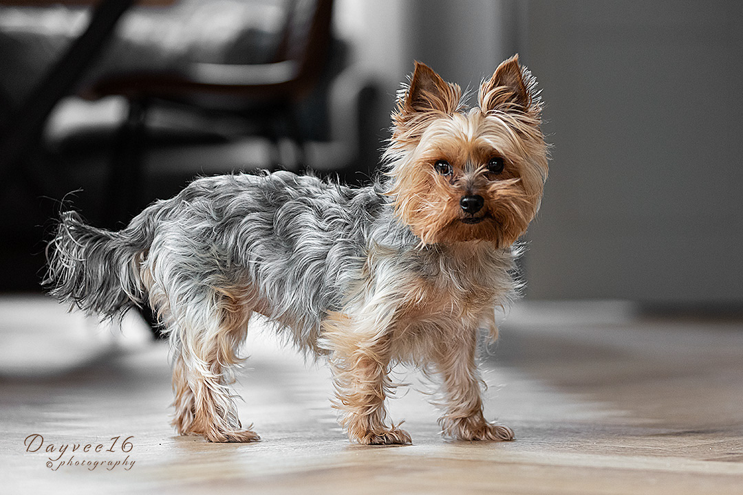 Nancy ~ Yorkshire Terrier
