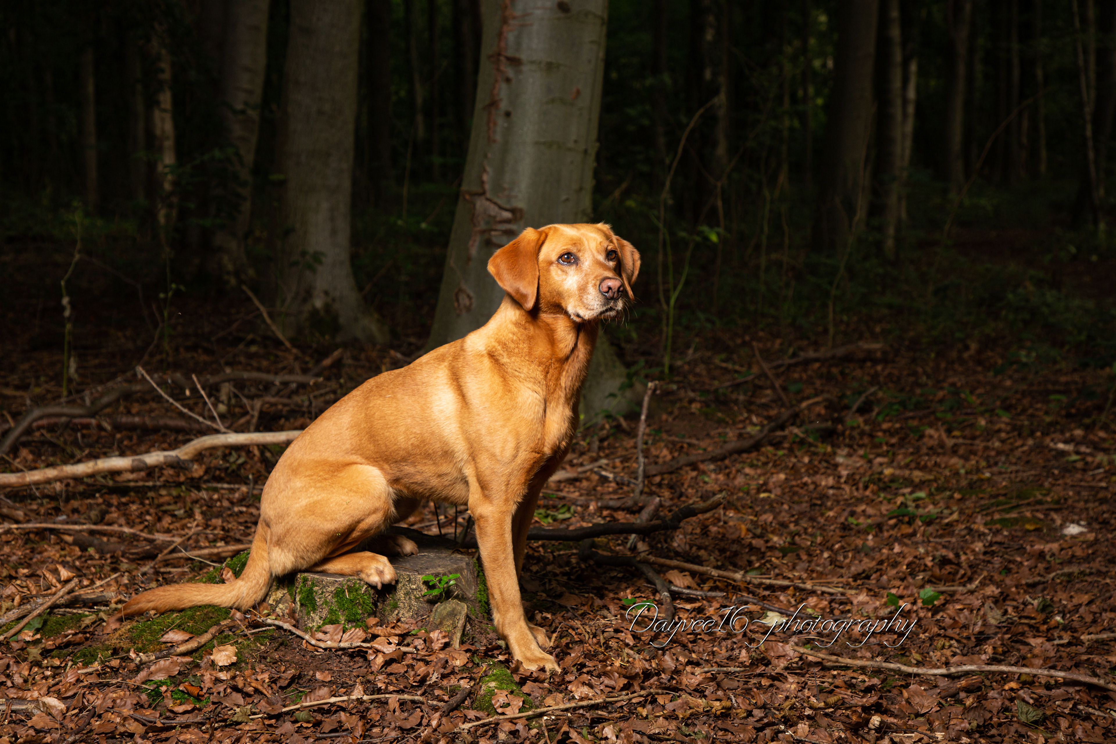 Pip ~ Labrador