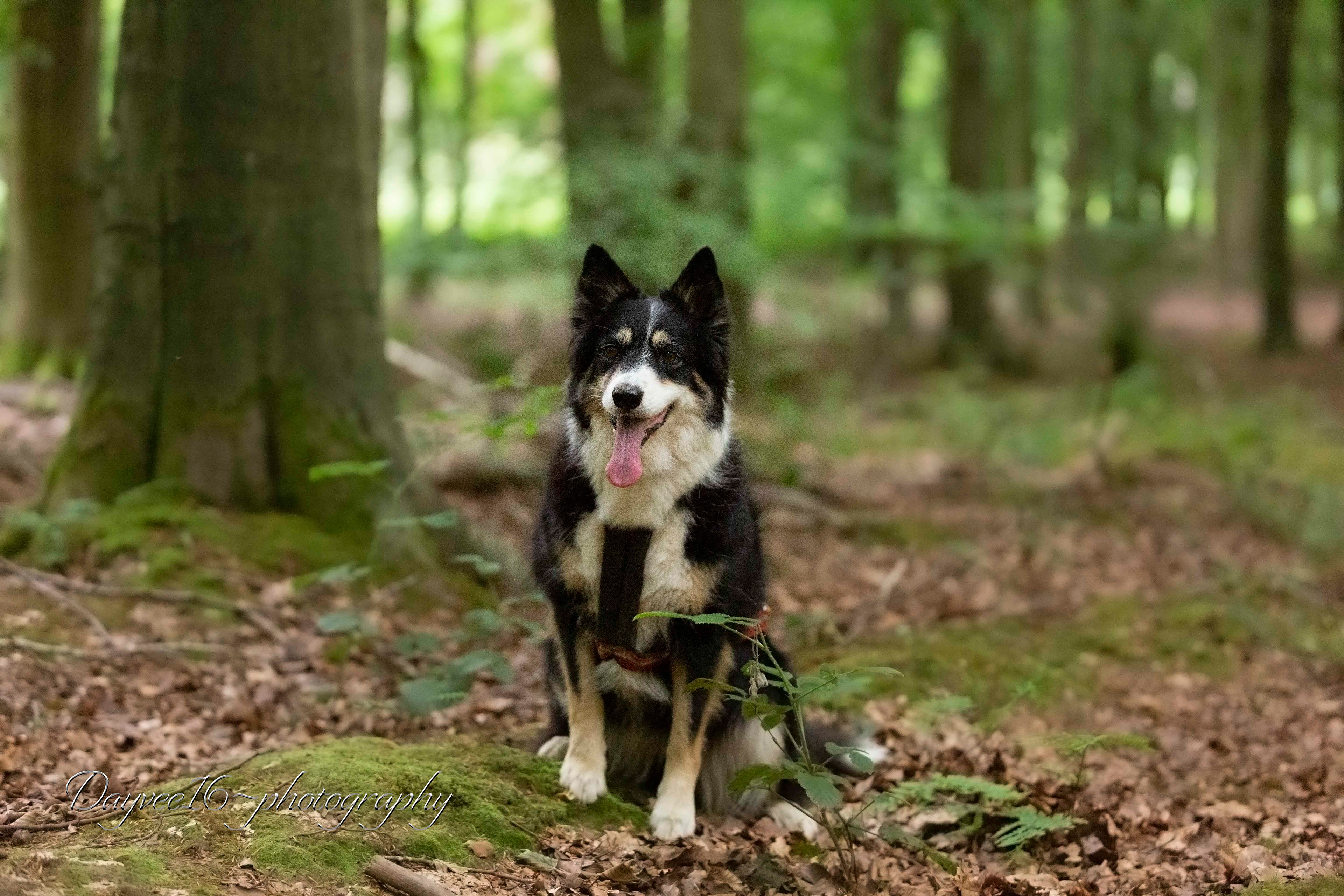 Ziva ~ Border Collie