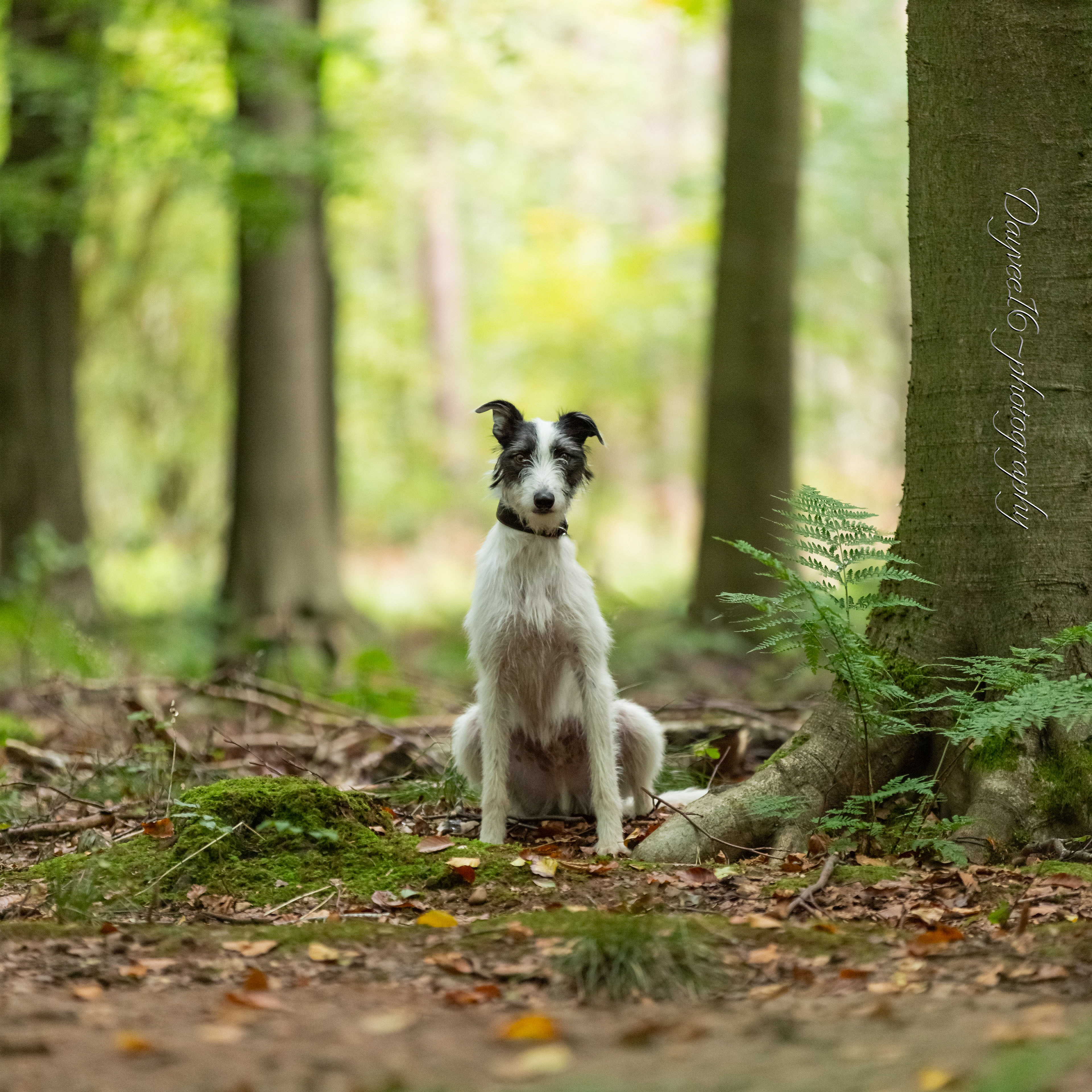 Benji ~ Lurcher