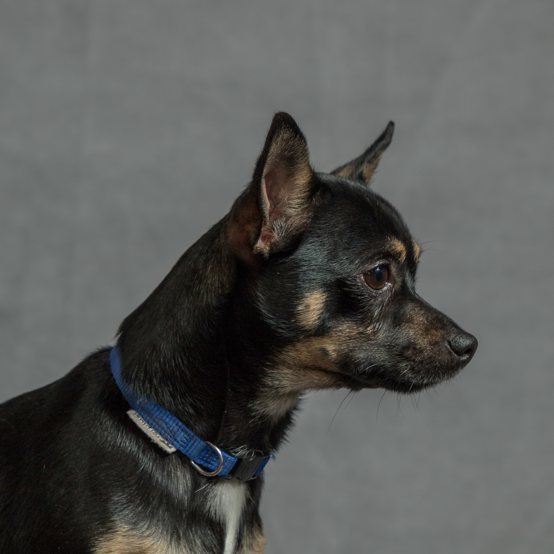 Arrow ~ Chihuahua