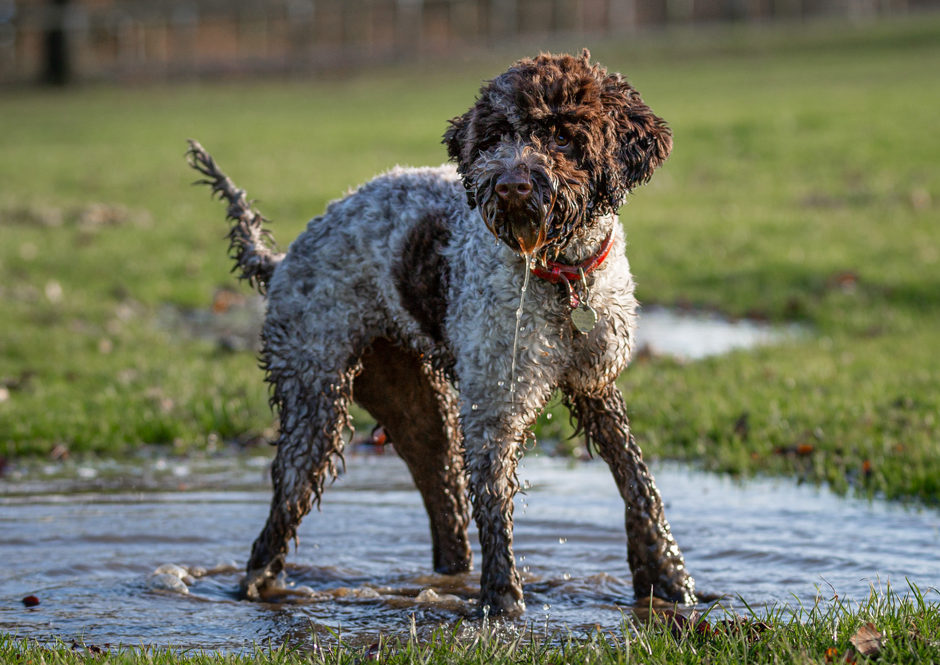Hersilia ~ Lagotto Romagnolo