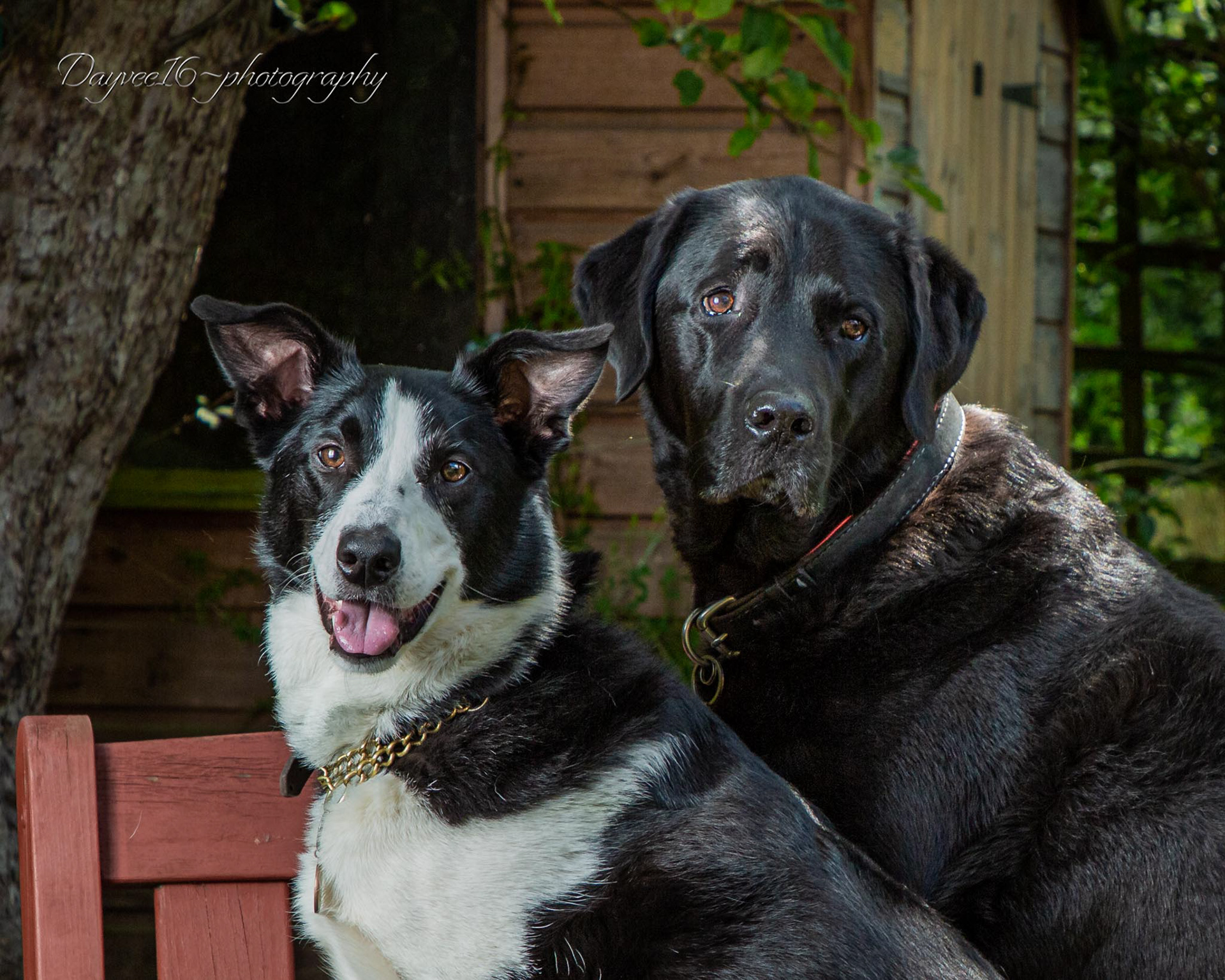 Bran ~ Border Collie & Woody ~ Labrador