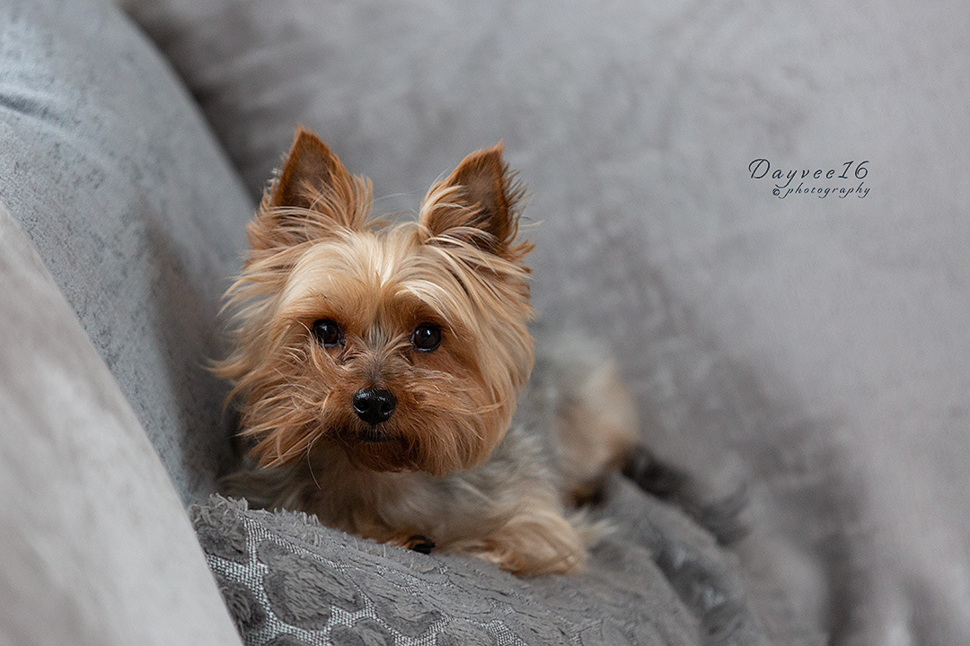 Nancy ~ Yorkshire Terrier