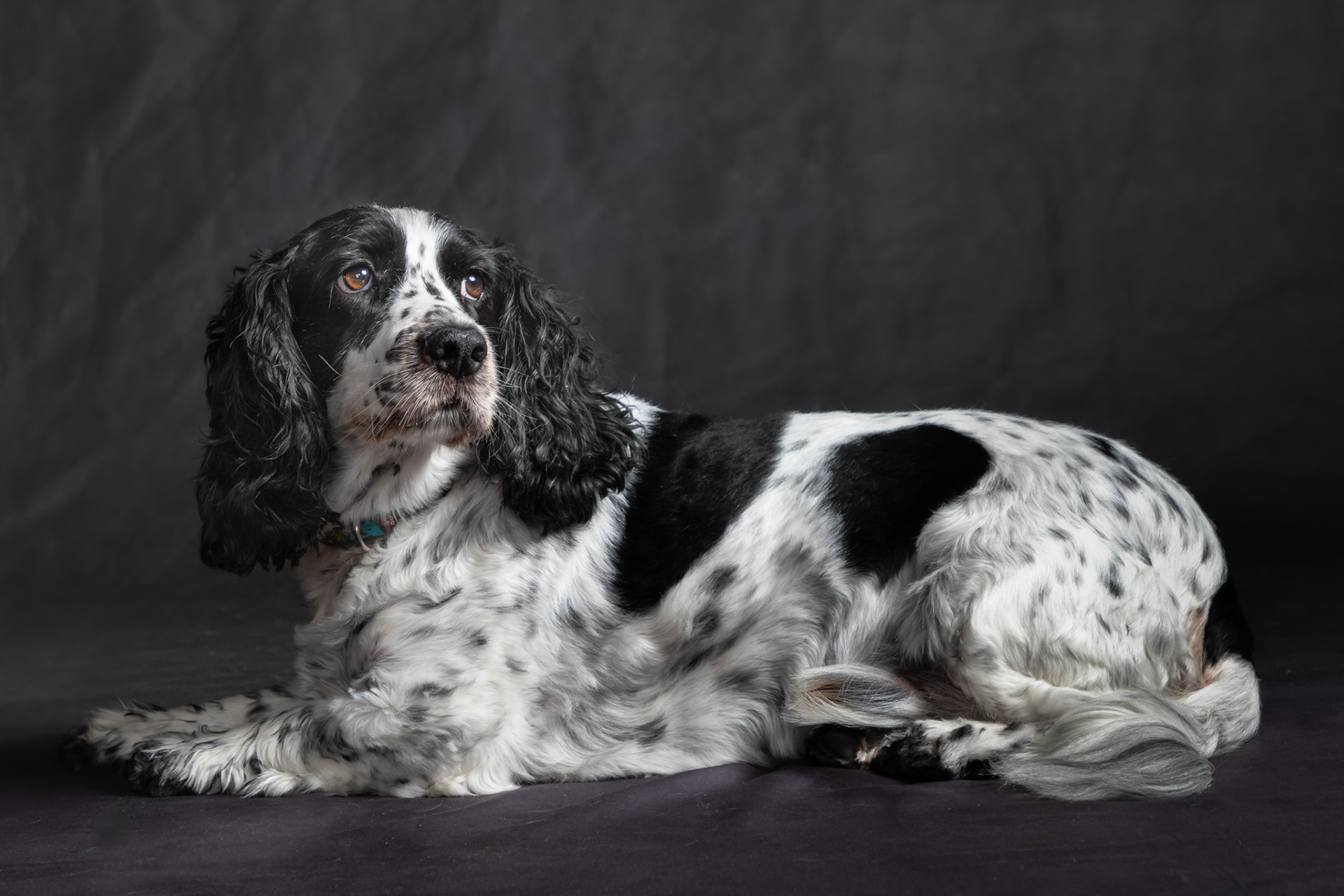 Charlie ~ Spaniel
