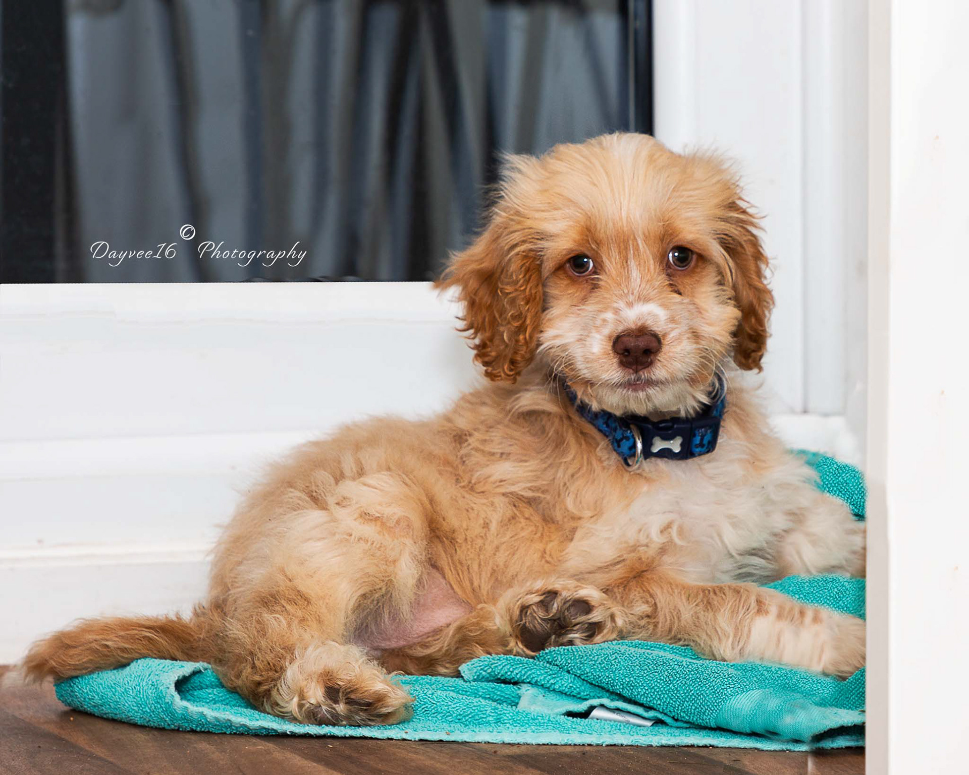 Teddy ~ Cockapoo