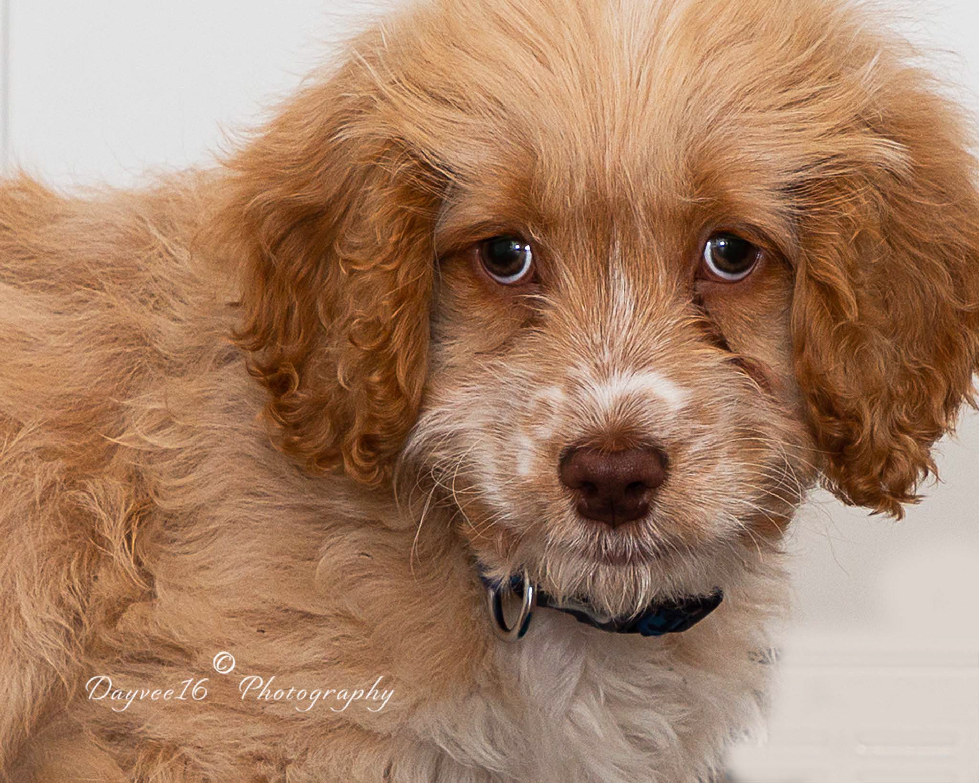 Teddy ~ Cockapoo