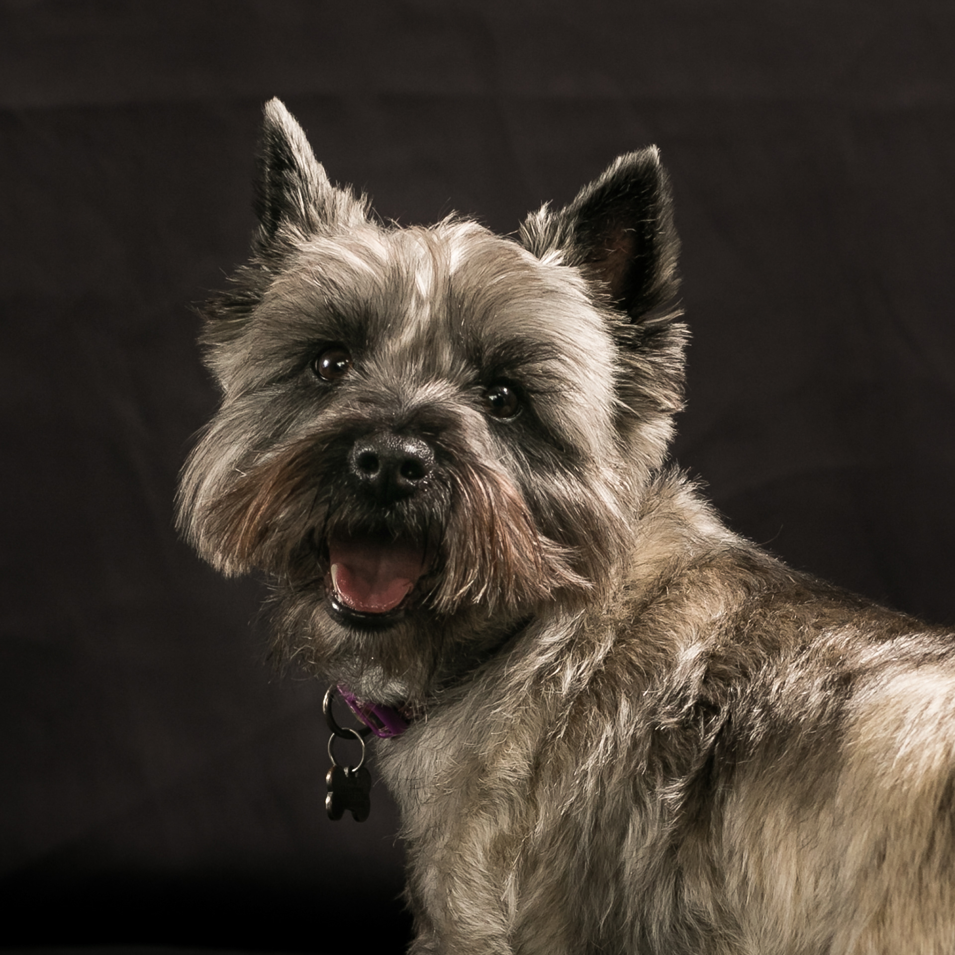 Anna ~ Cairn Terrier