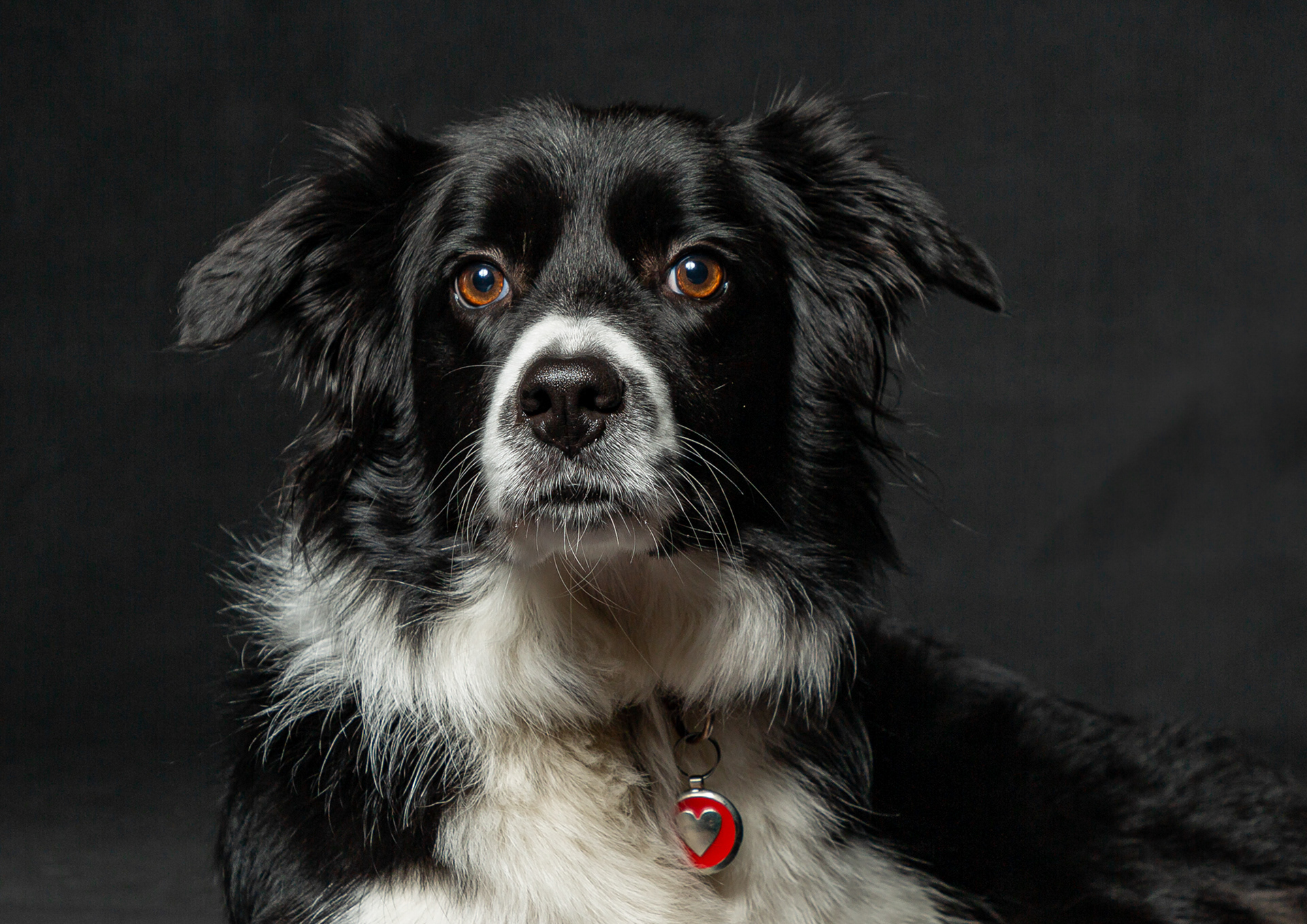Phoebe ~ Border Collie