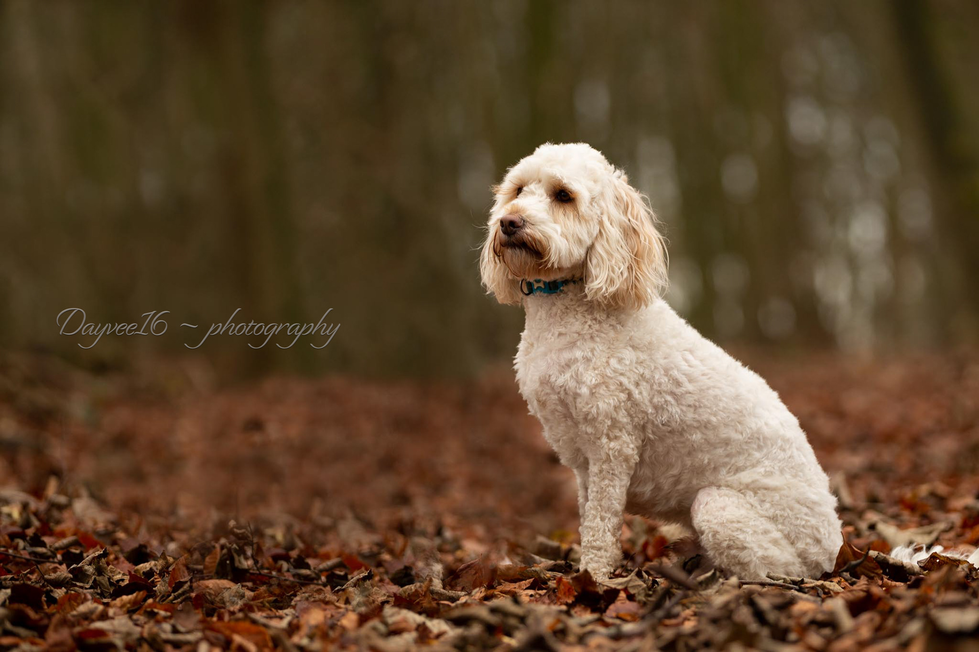 Riley ~ Cockapoo