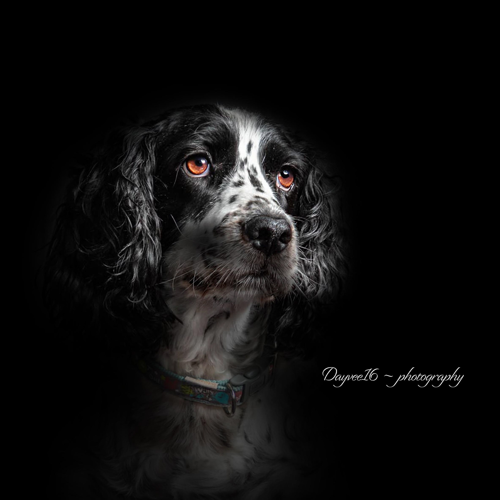 Charlie ~ Spaniel