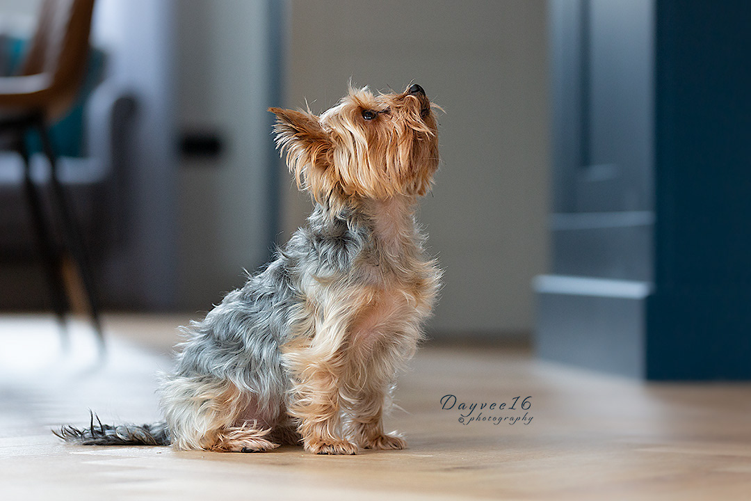 Nancy ~ Yorkshire Terrier