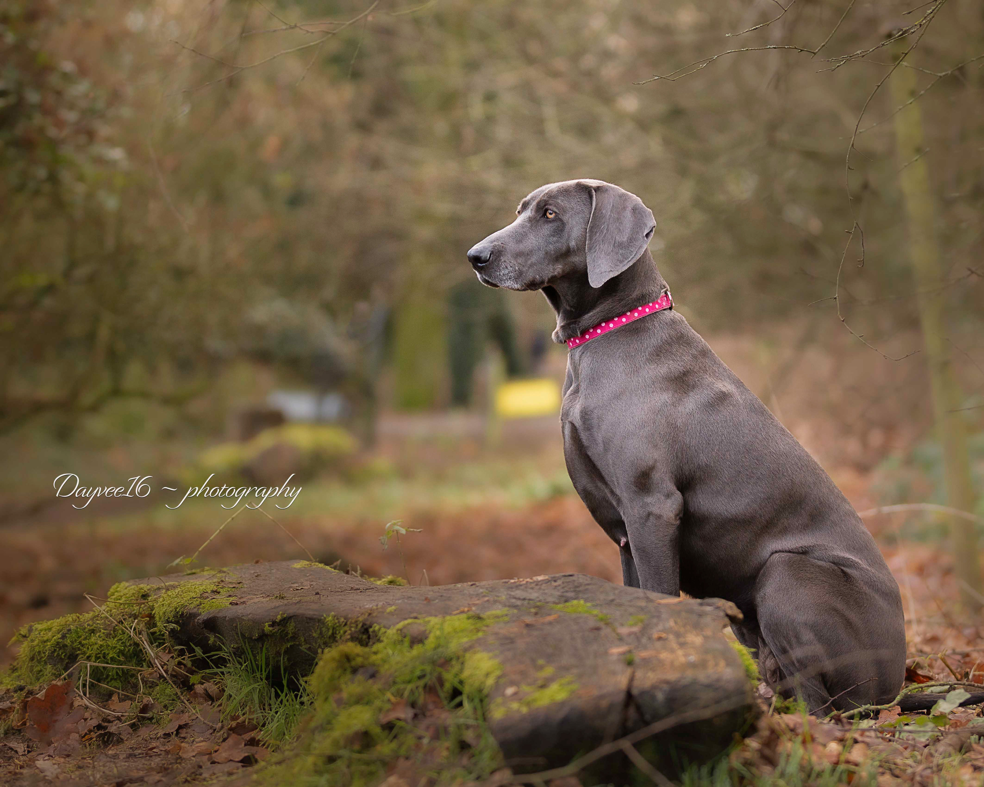 Louloo ~ Weimaraner