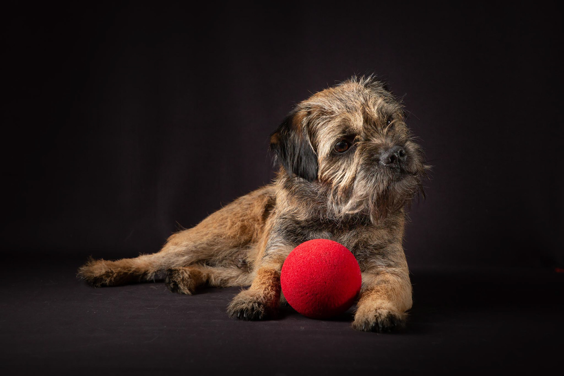 Henry ~ Border Terrier