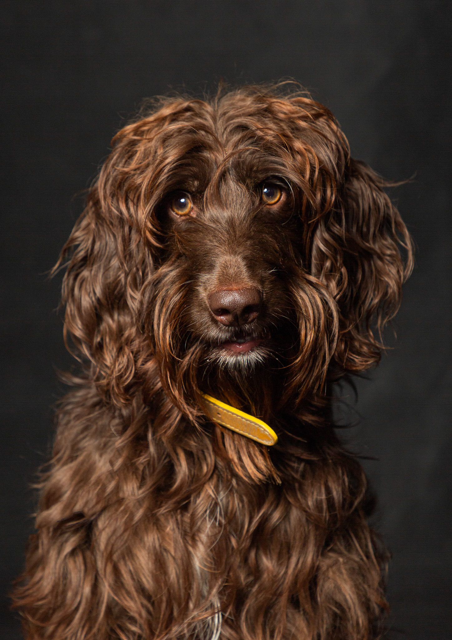 Bertie ~ Cockapoo