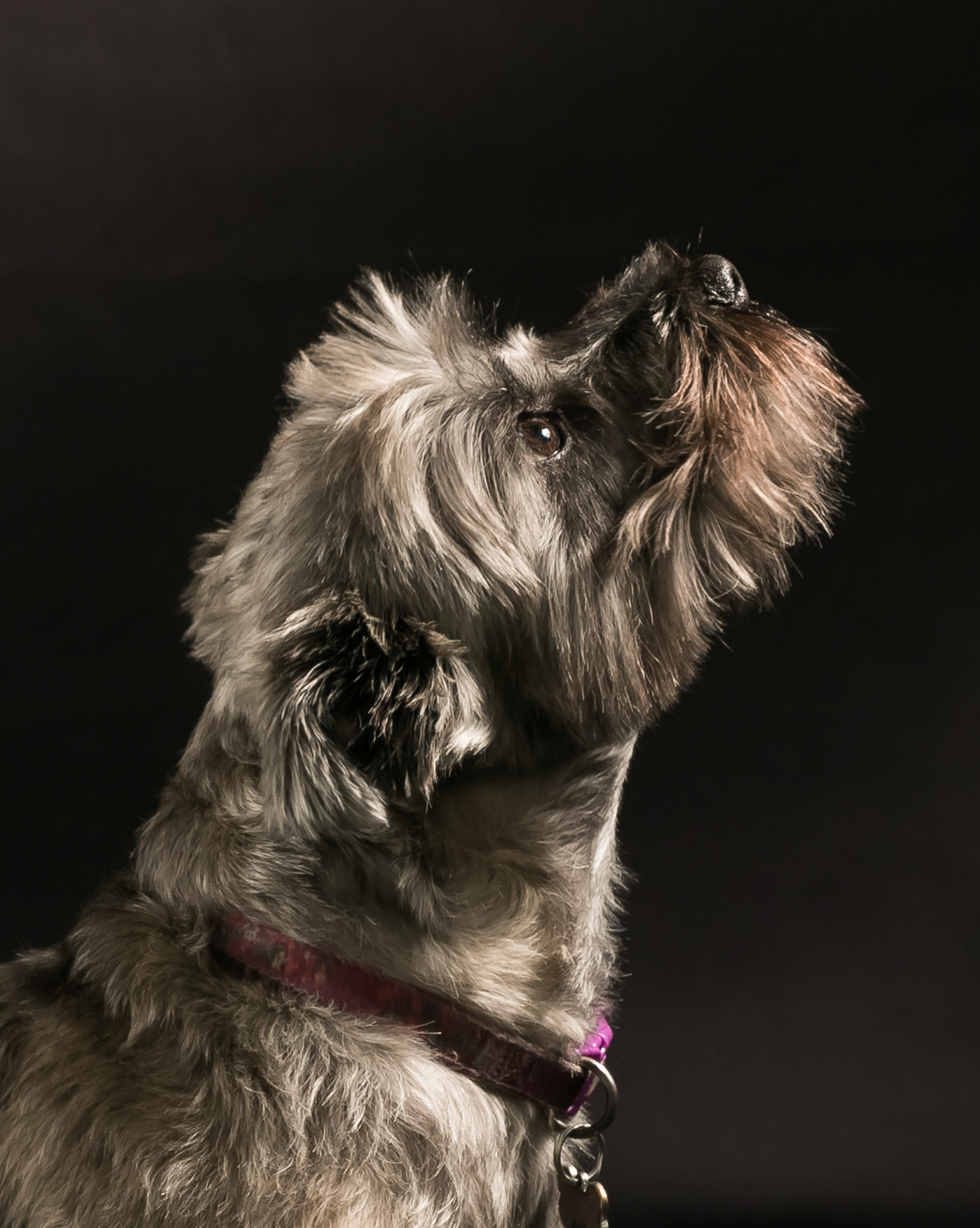 Anna ~ Cairn Terrier
