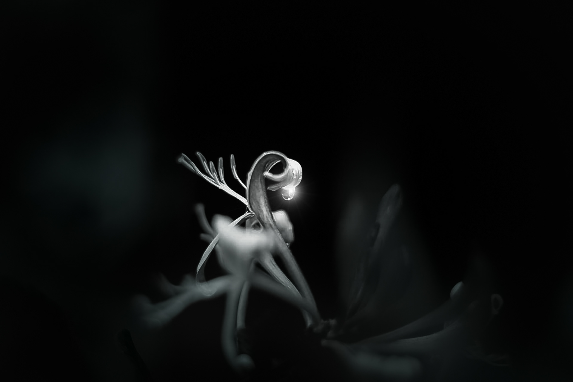 Honeysuckle Dewdrop