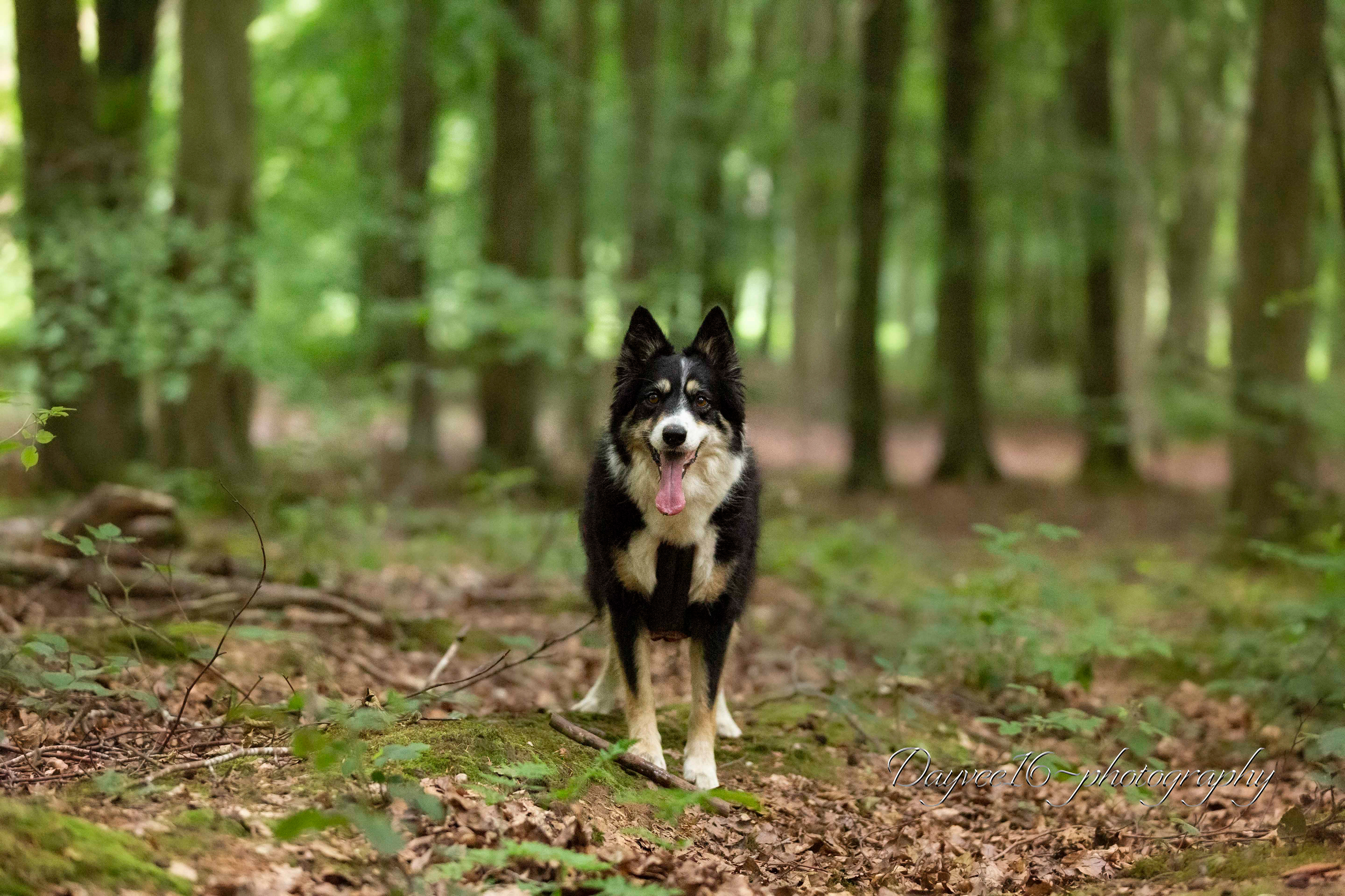 Ziva ~ Border Collie