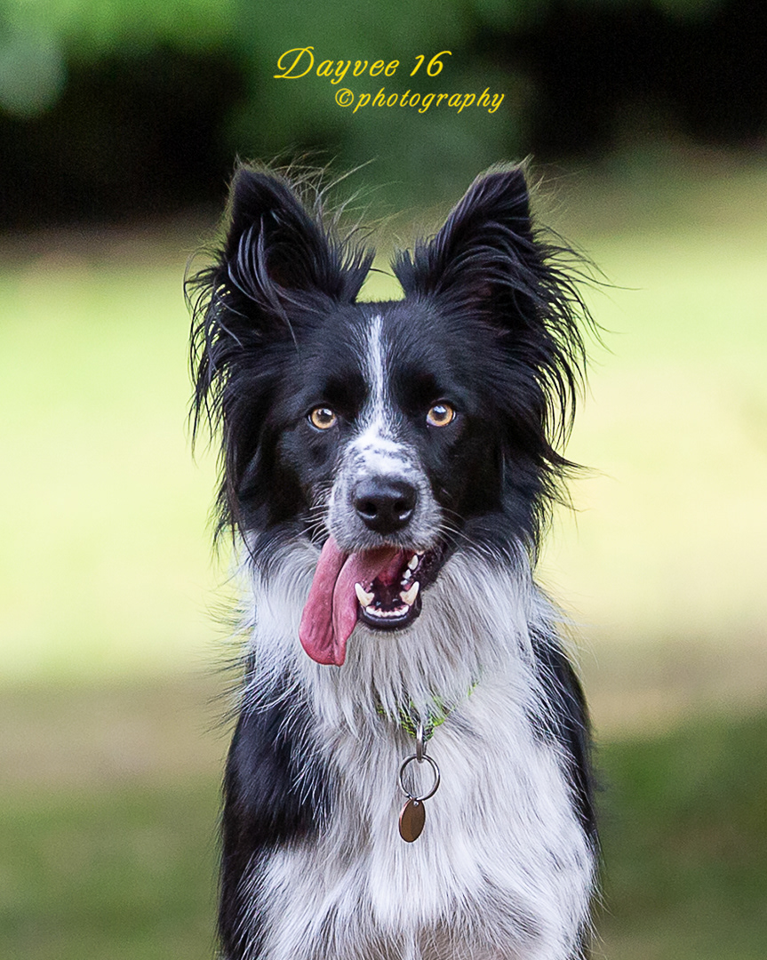 Sirius ~ Border Collie