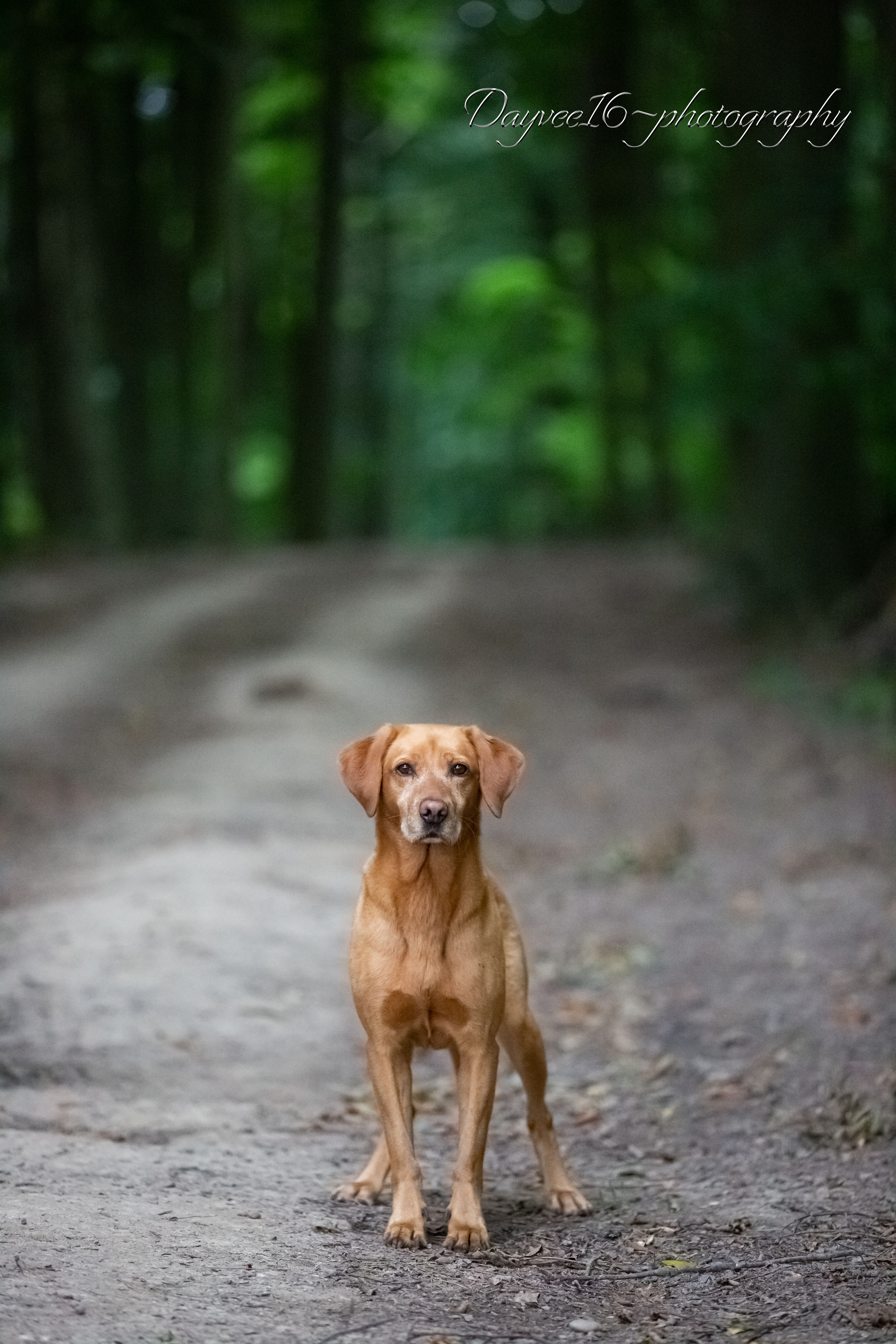 Pip ~ Labrador