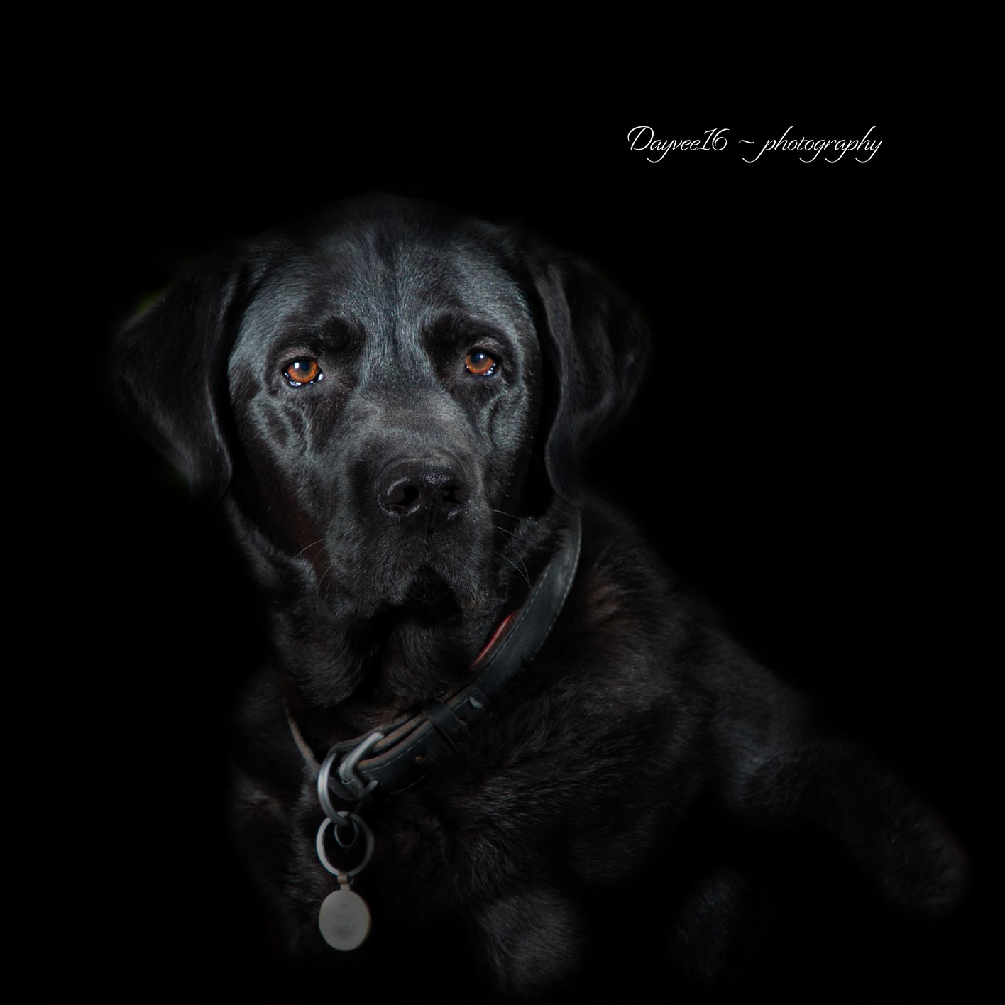 Woody ~ Labrador