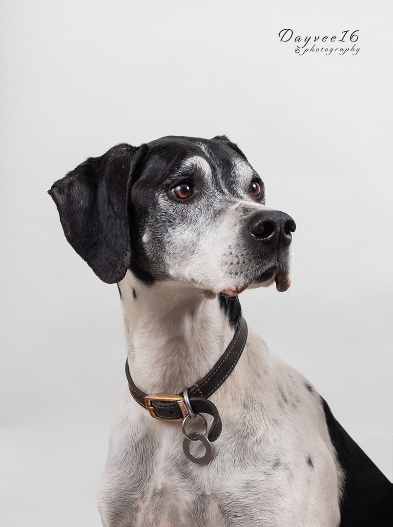 English pointer