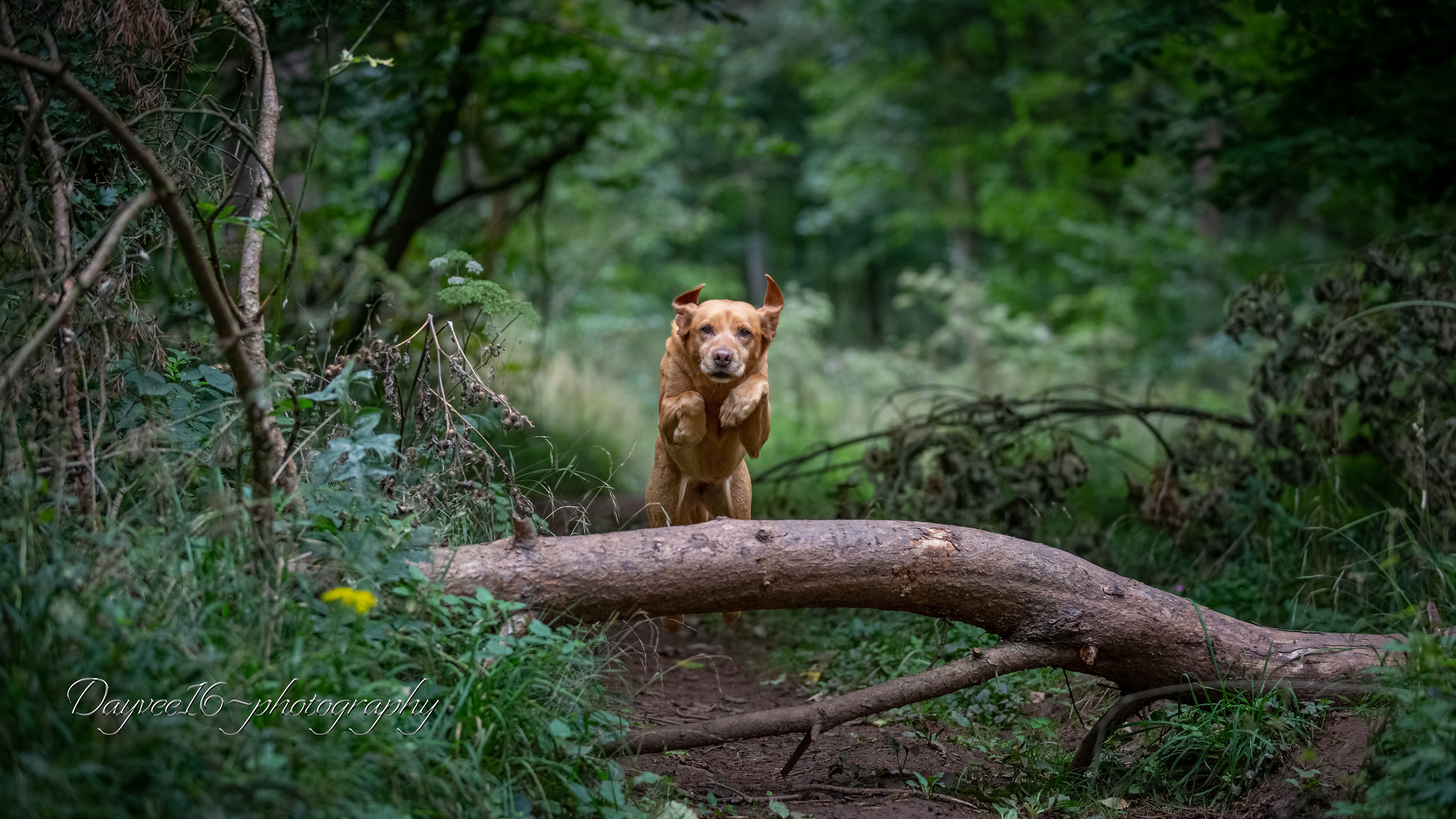 Pip ~ Labrador