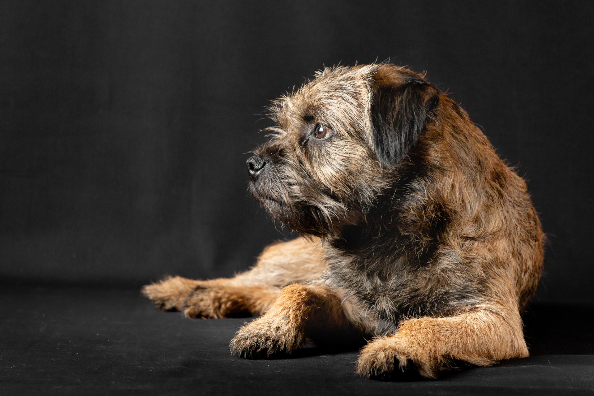 Henry ~ Border Terrier