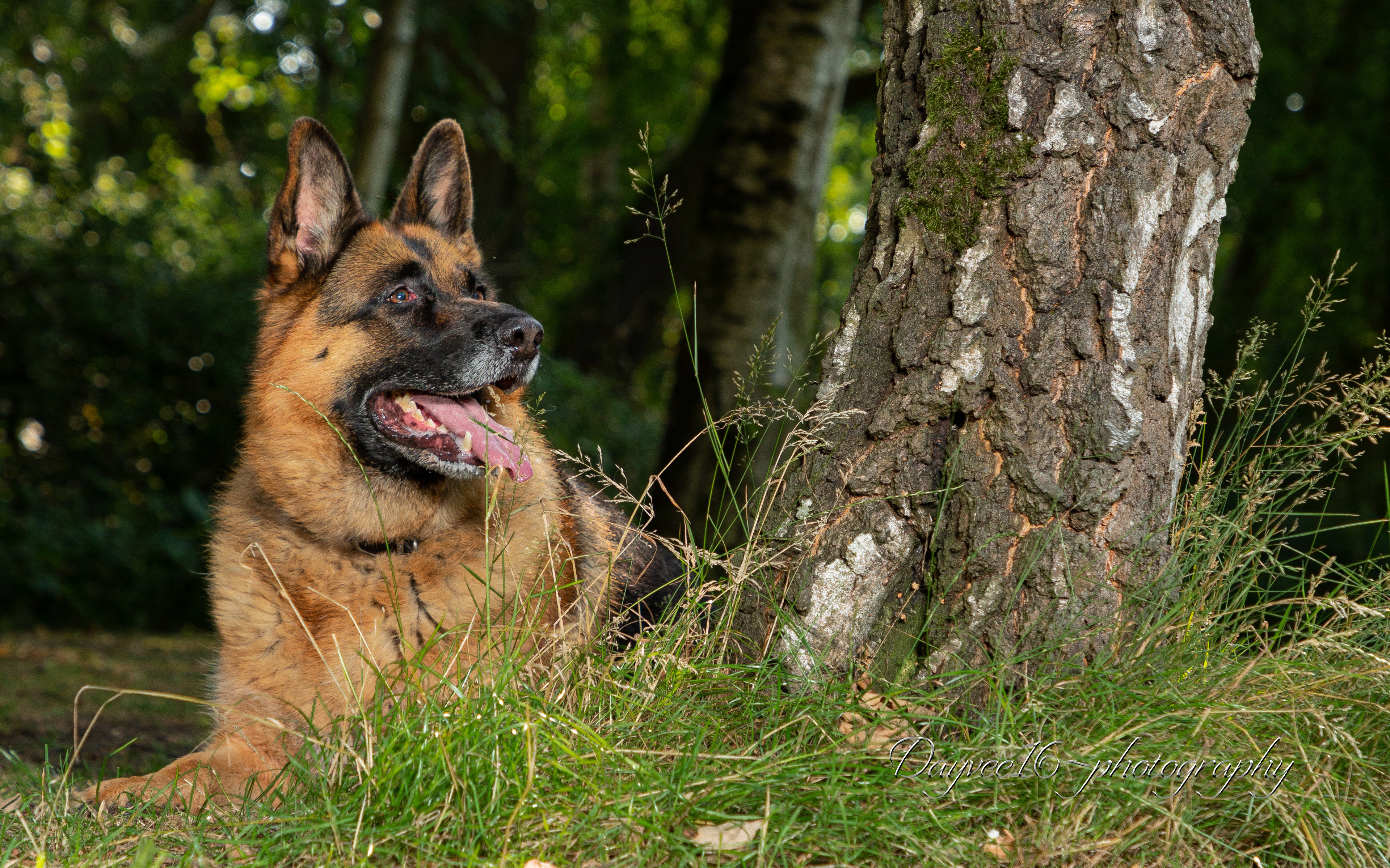 Meg ~ German Shepherd