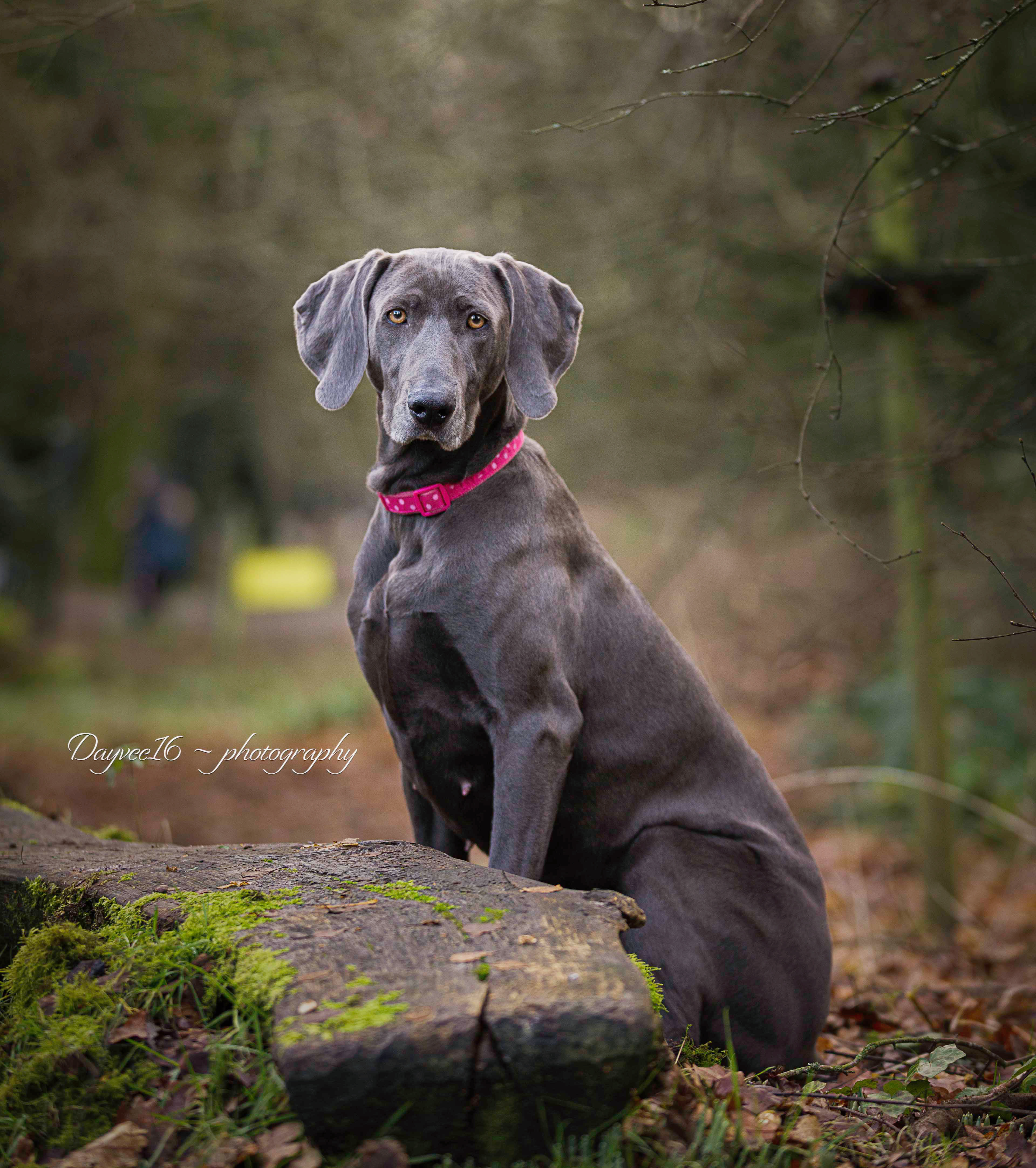 Louloo ~ Weimaraner