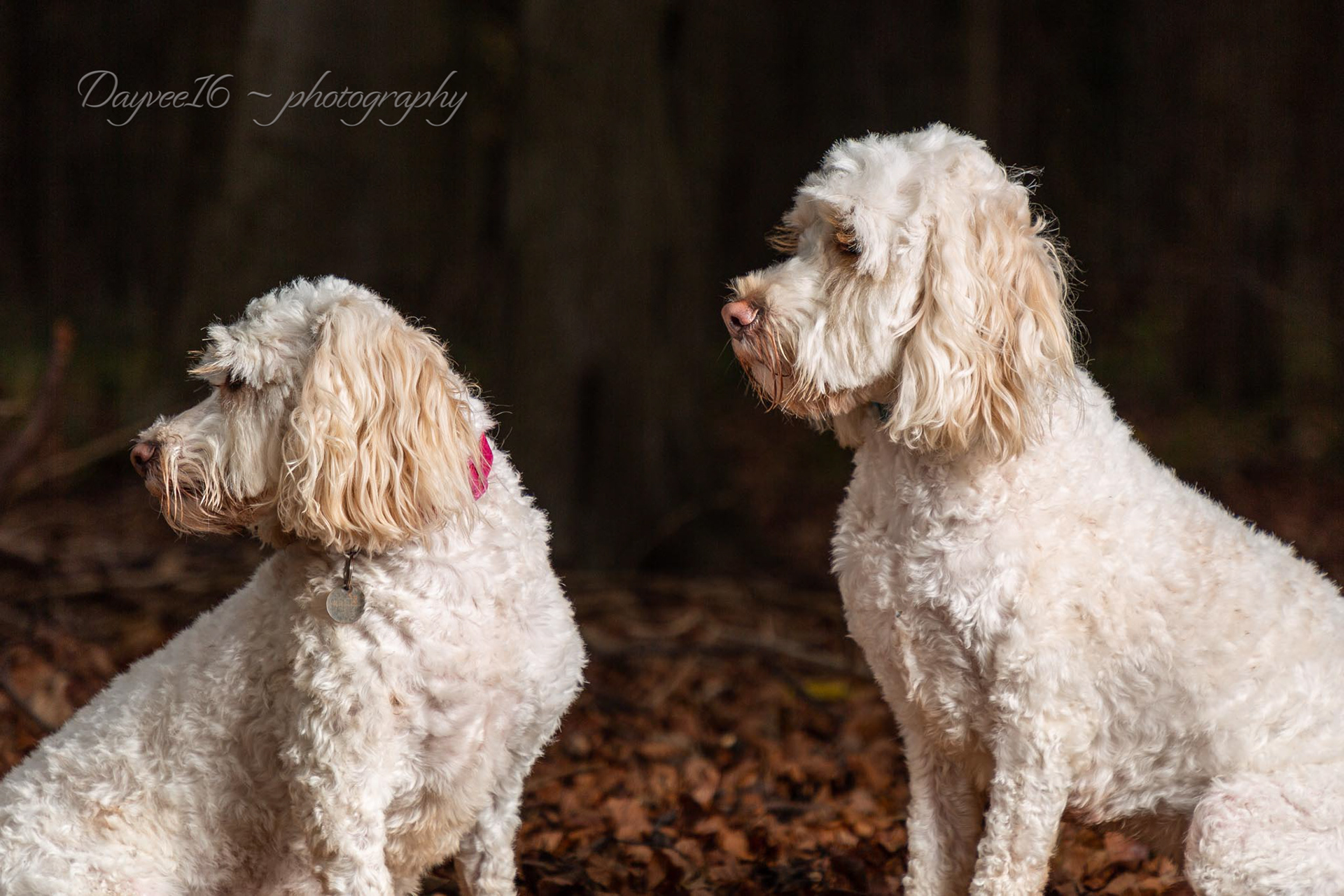 Shelby & Riley ~ Cockapoos