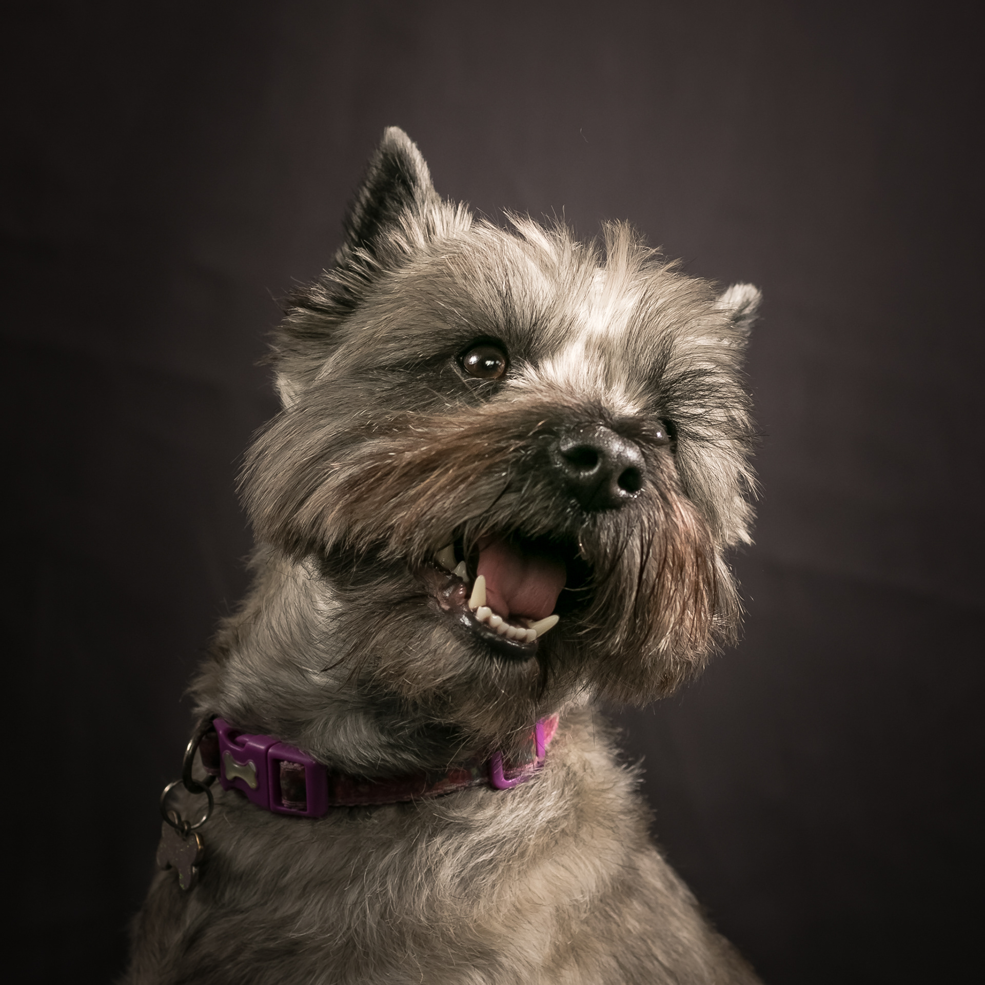 Anna ~ Cairn Terrier