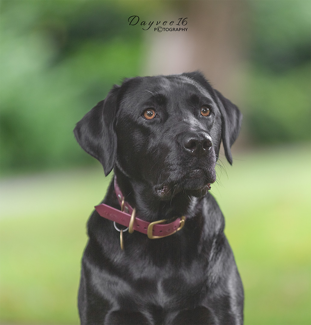 Norah ~ Black Labrador