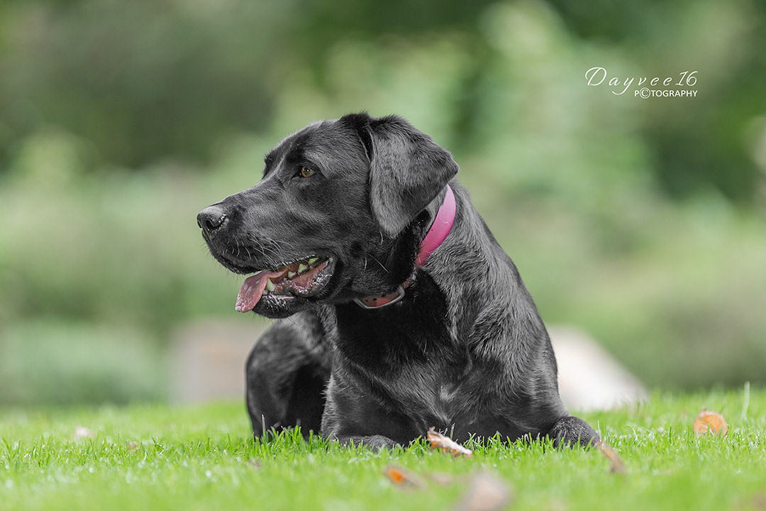 Norah ~ Black Labrador