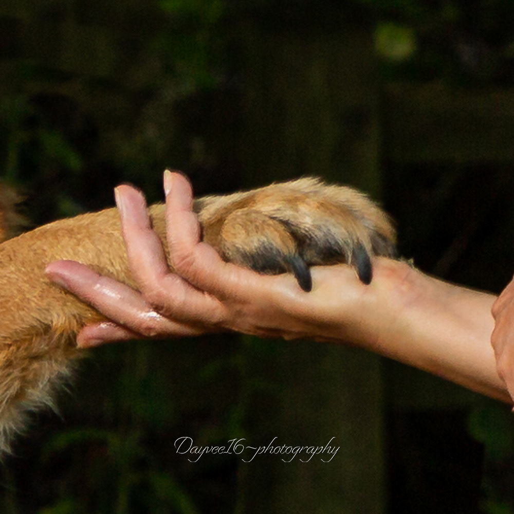 Meg & Handler