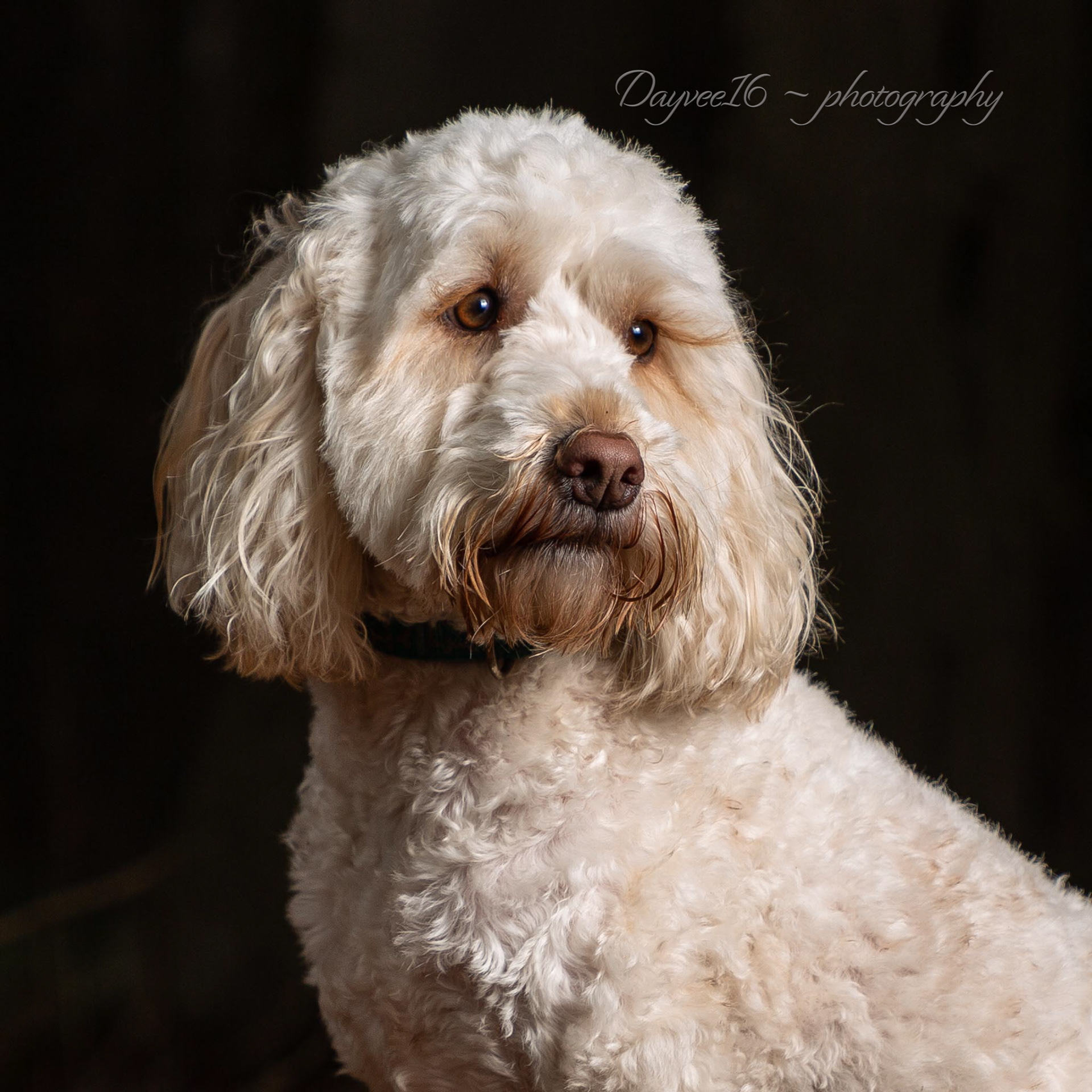 Riley ~ Cockapoo