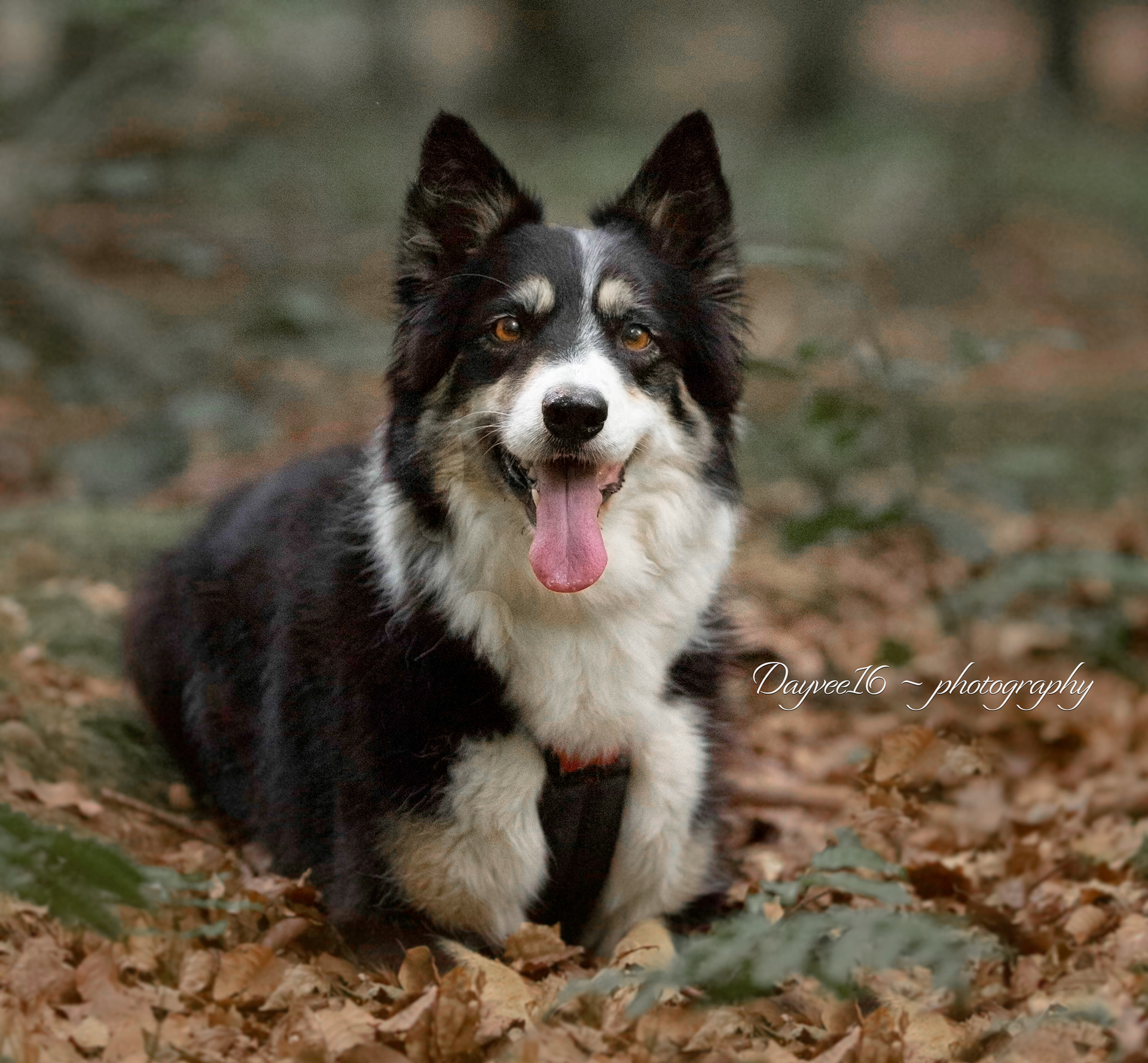 Ziva ~ Border Collie