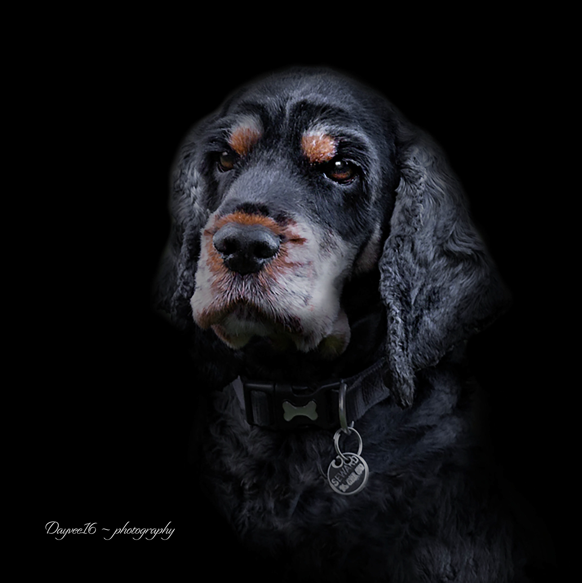 Thomas ~ Spaniel