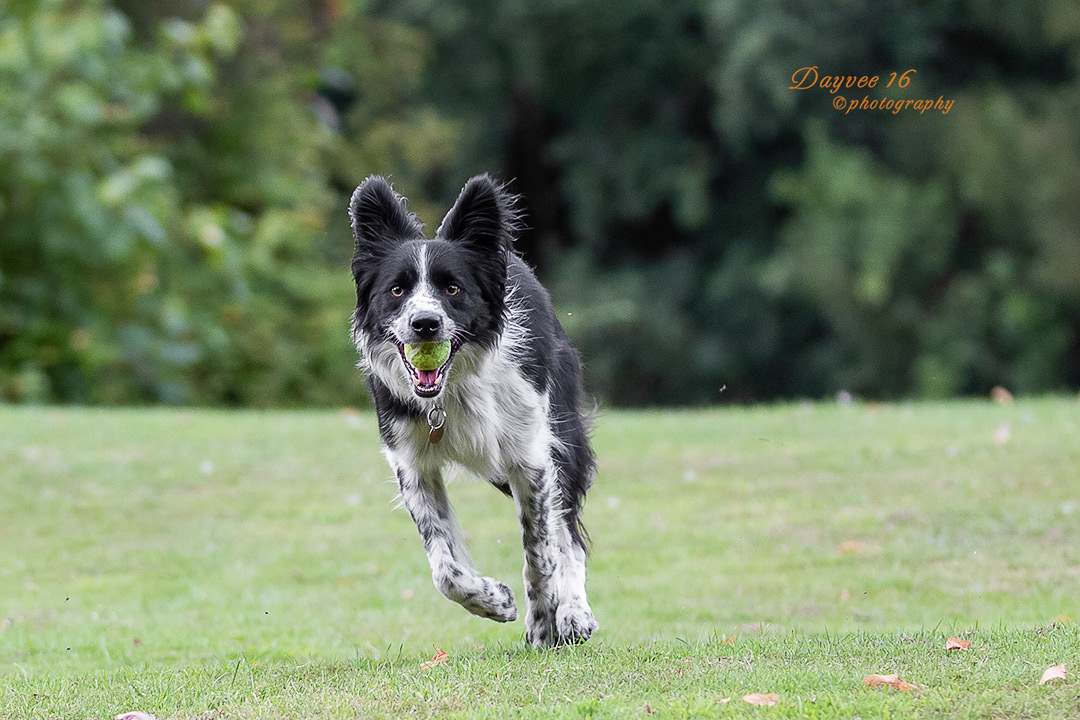 Sirius ~ Border Collie
