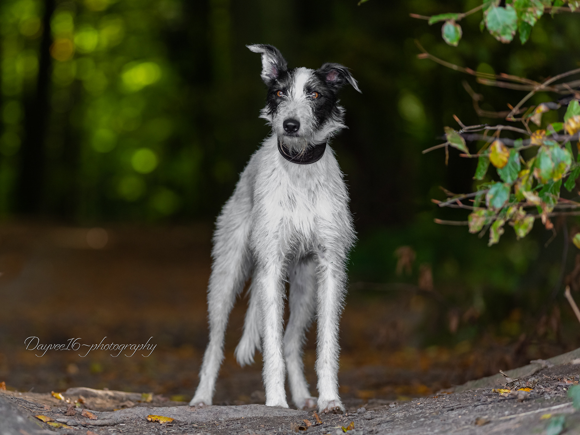 Benji ~ Lurcher